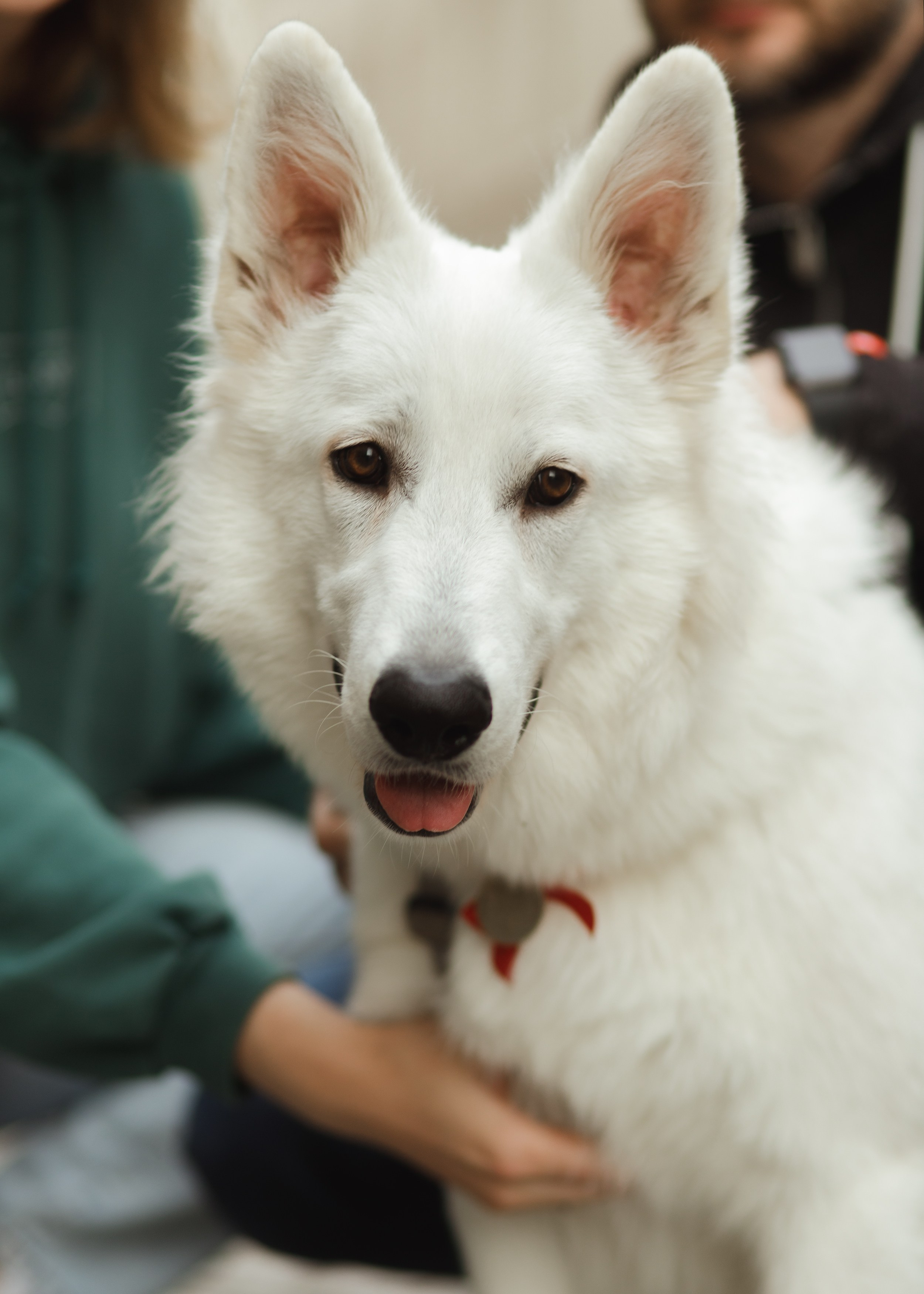 Astra in Leipzig. Kaja | fotograf we Wrocławiu | ludzie i psy