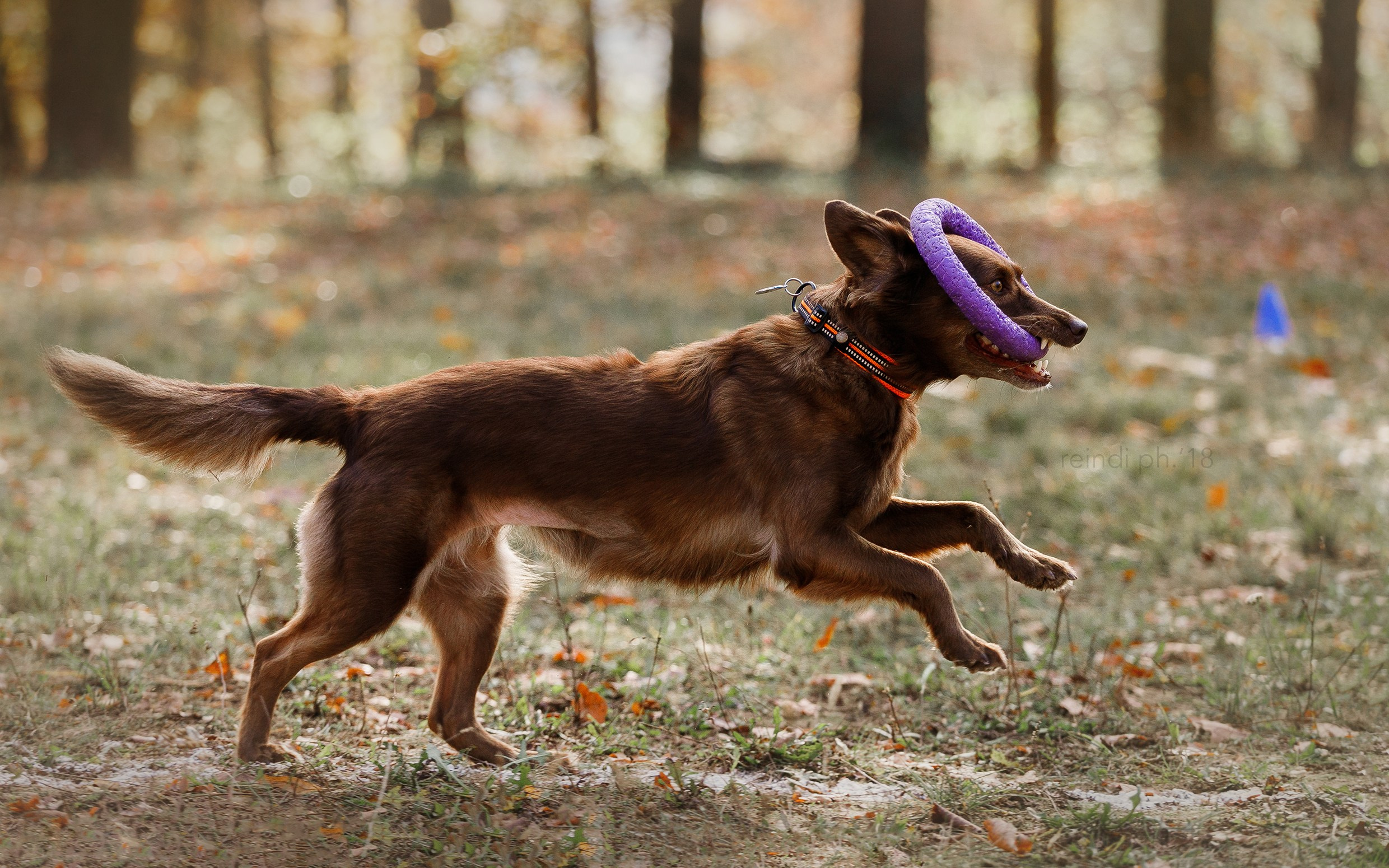 Frisbee and dog puller championship | autumn. Kaja | fotograf we Wrocławiu | ludzie i psy