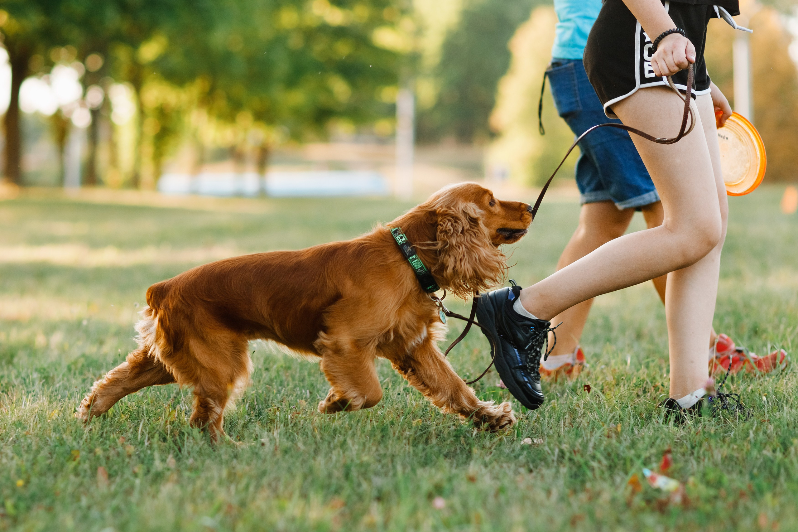 Frisbee workshop of Darya Lukina. Kaja | fotograf we Wrocławiu | ludzie i psy