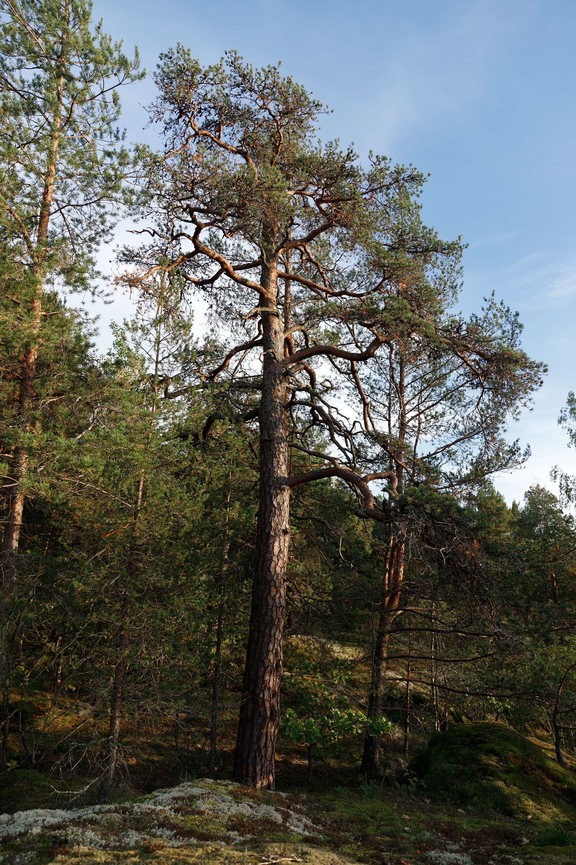 Turku. Kaja | fotograf psów we Wrocławiu