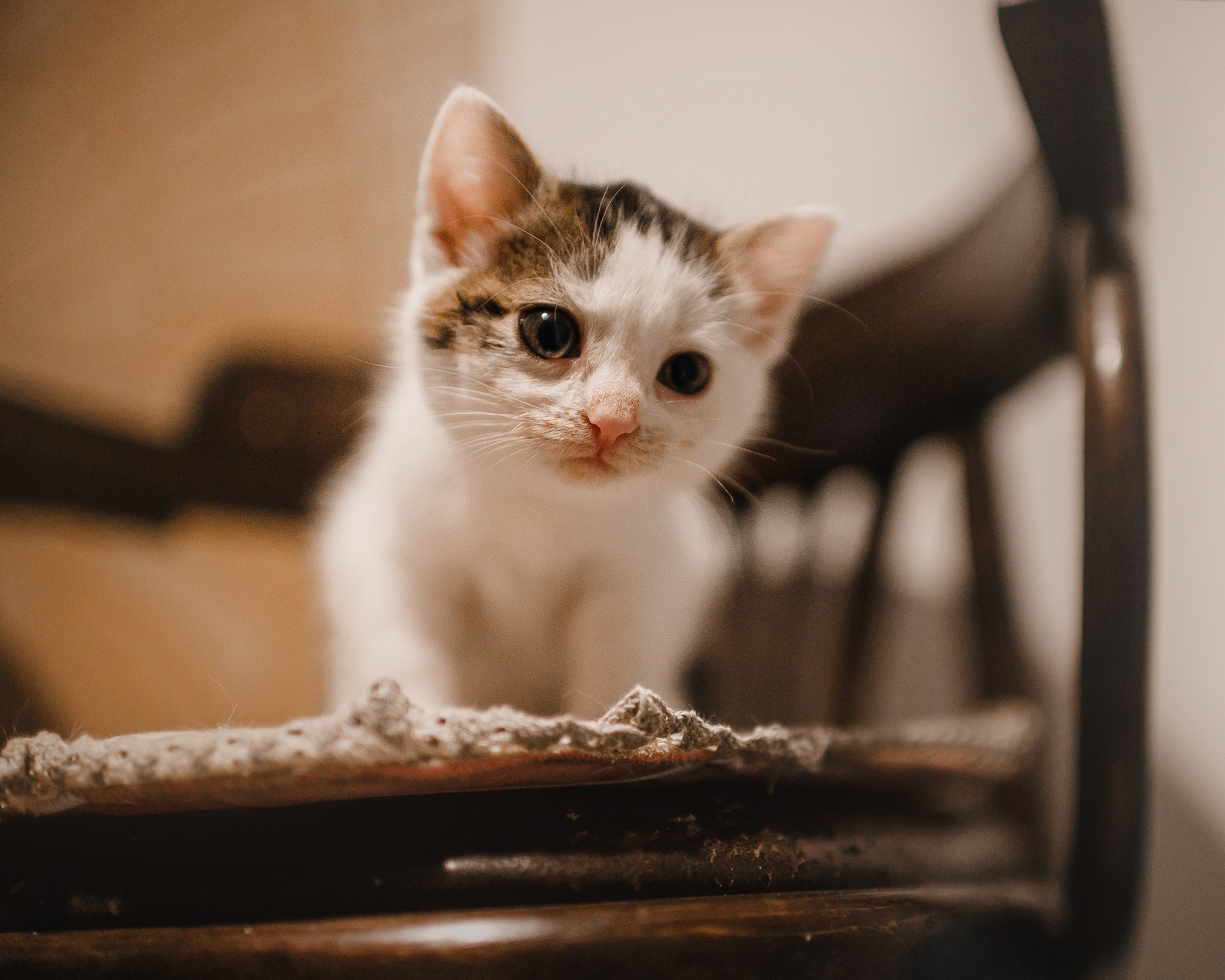 Pack of cats in the home. Kaja | fotograf we Wrocławiu | ludzie i psy