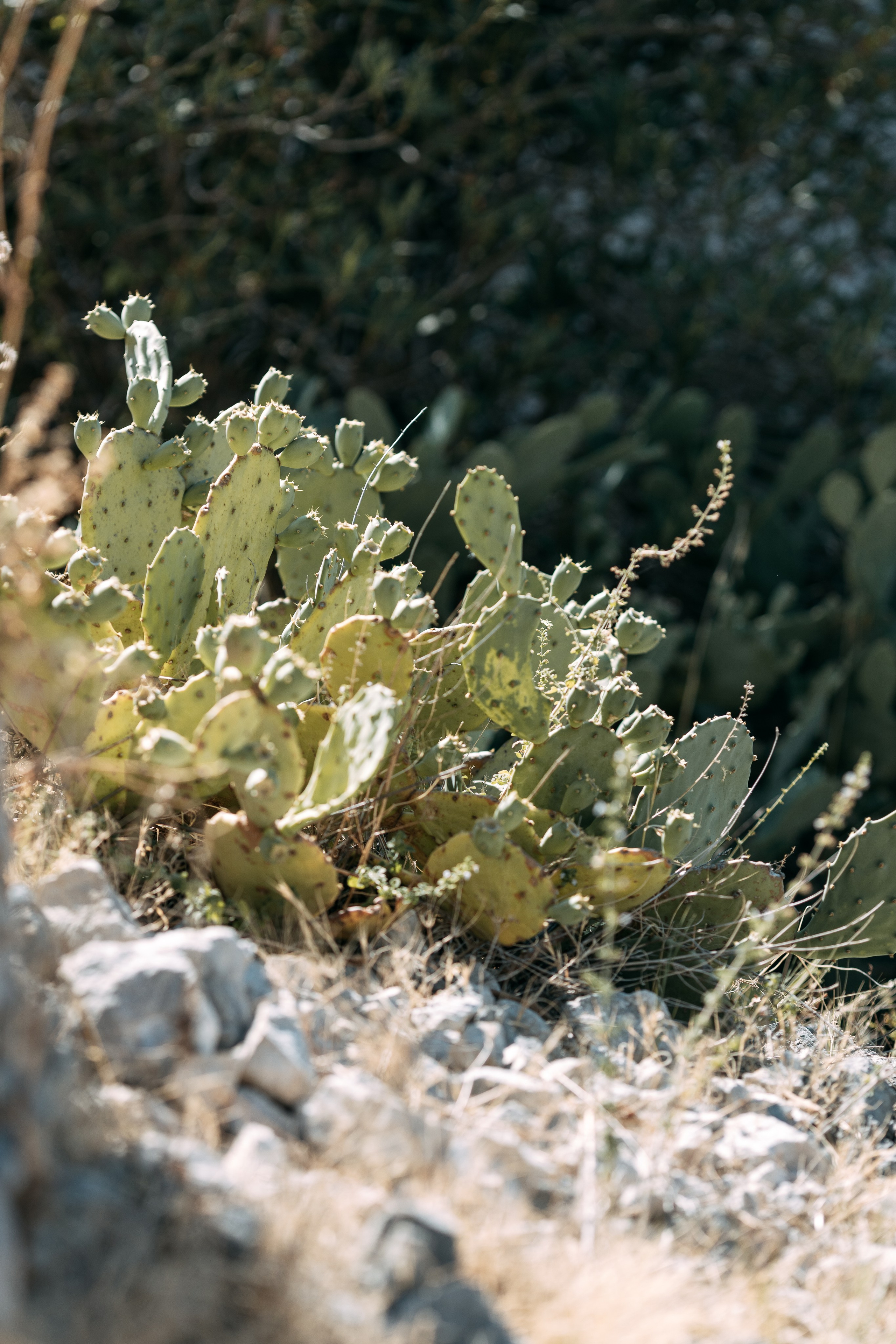 Love Kroatien. Professionele fotografin in Münsingen Olesia Wegele