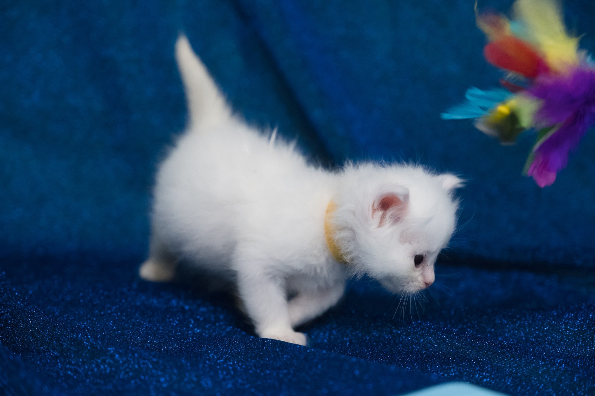 N-Baryona. SIBERIALIS: Katzenzucht von Sibirischen und Neva Masquarade Katzen