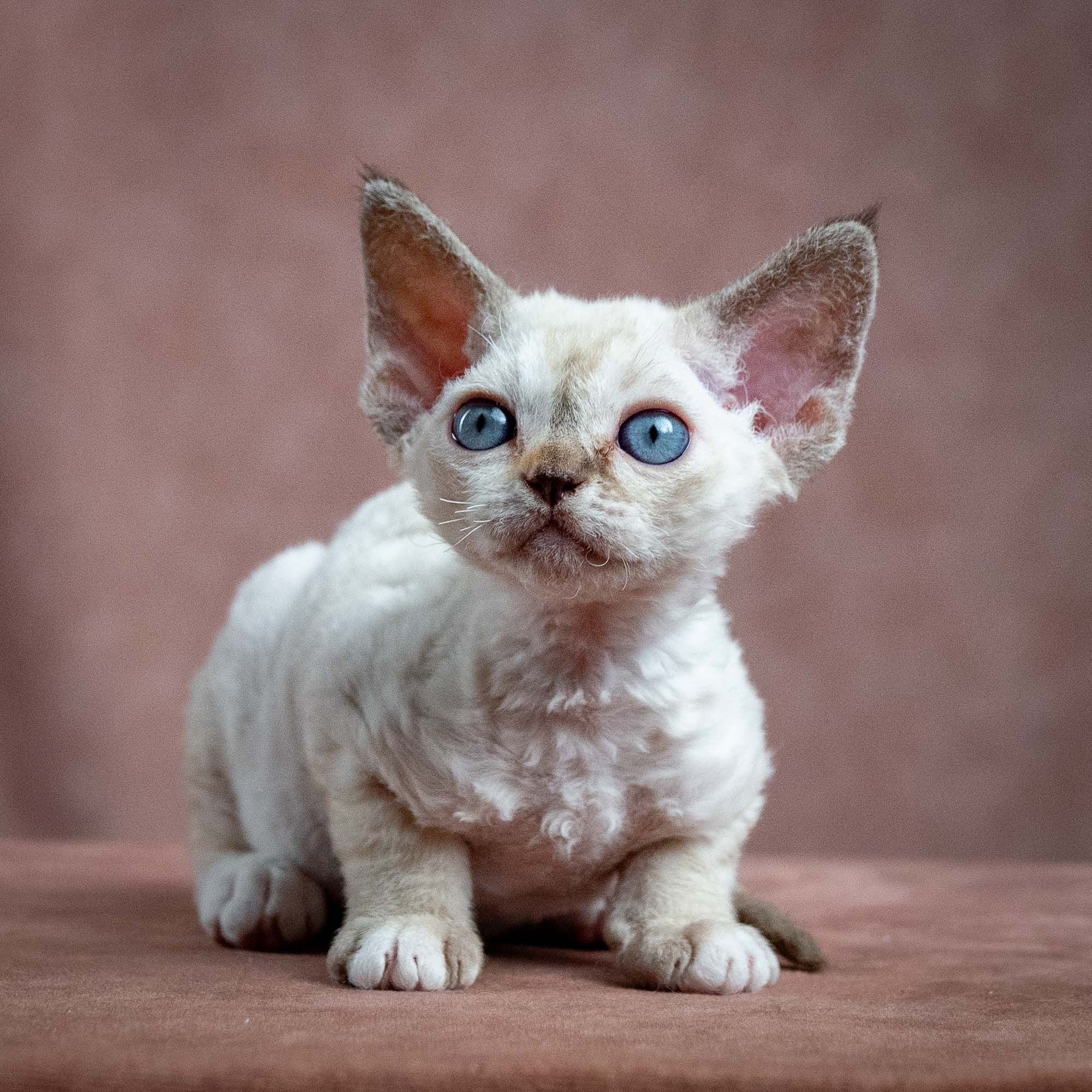 Lily, girl, born 12.20.2025. Devon Rex Pixie Cattery