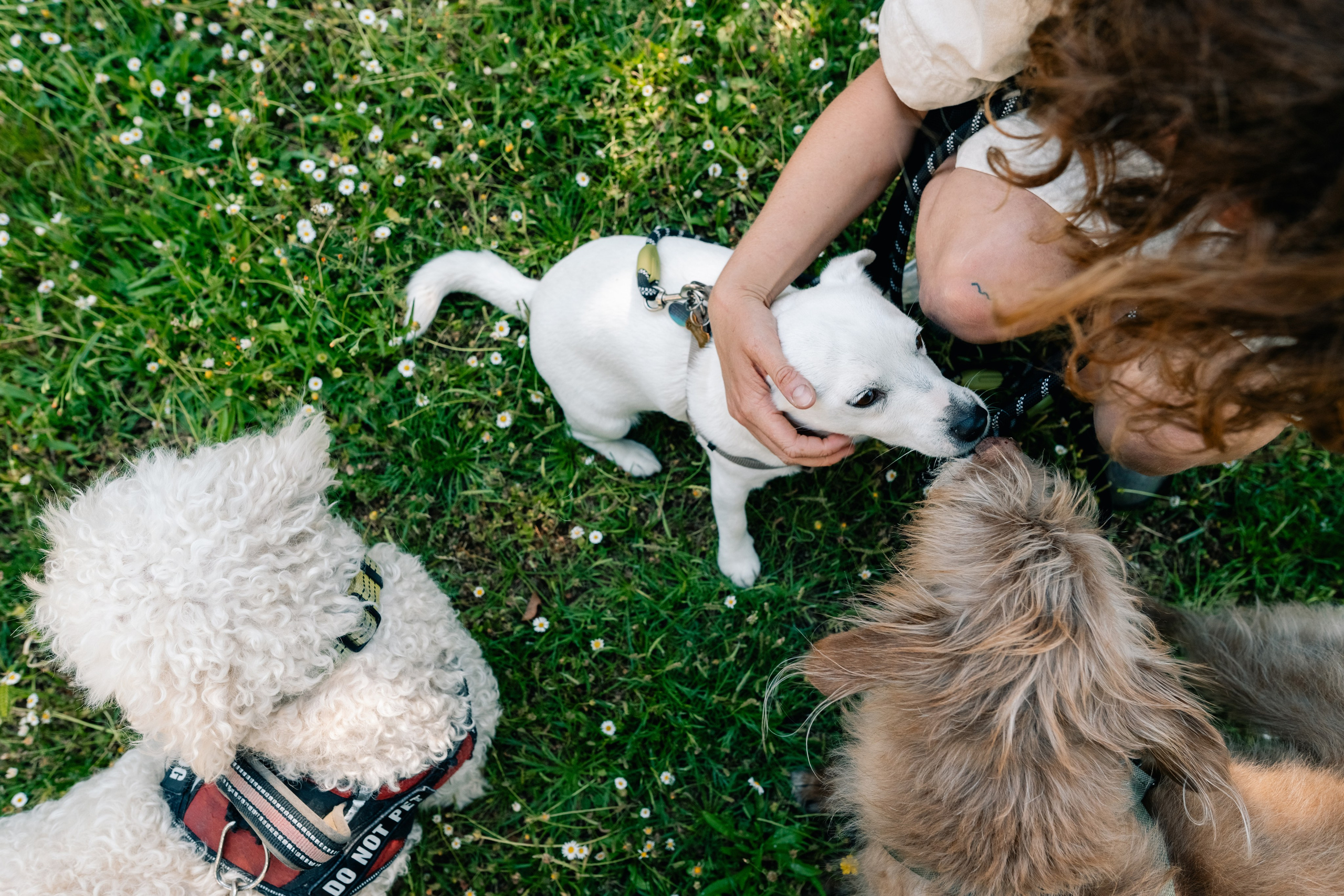Yana & Pedro & Doggos. Maria Sher. Professional photographer from Porto, Portugal