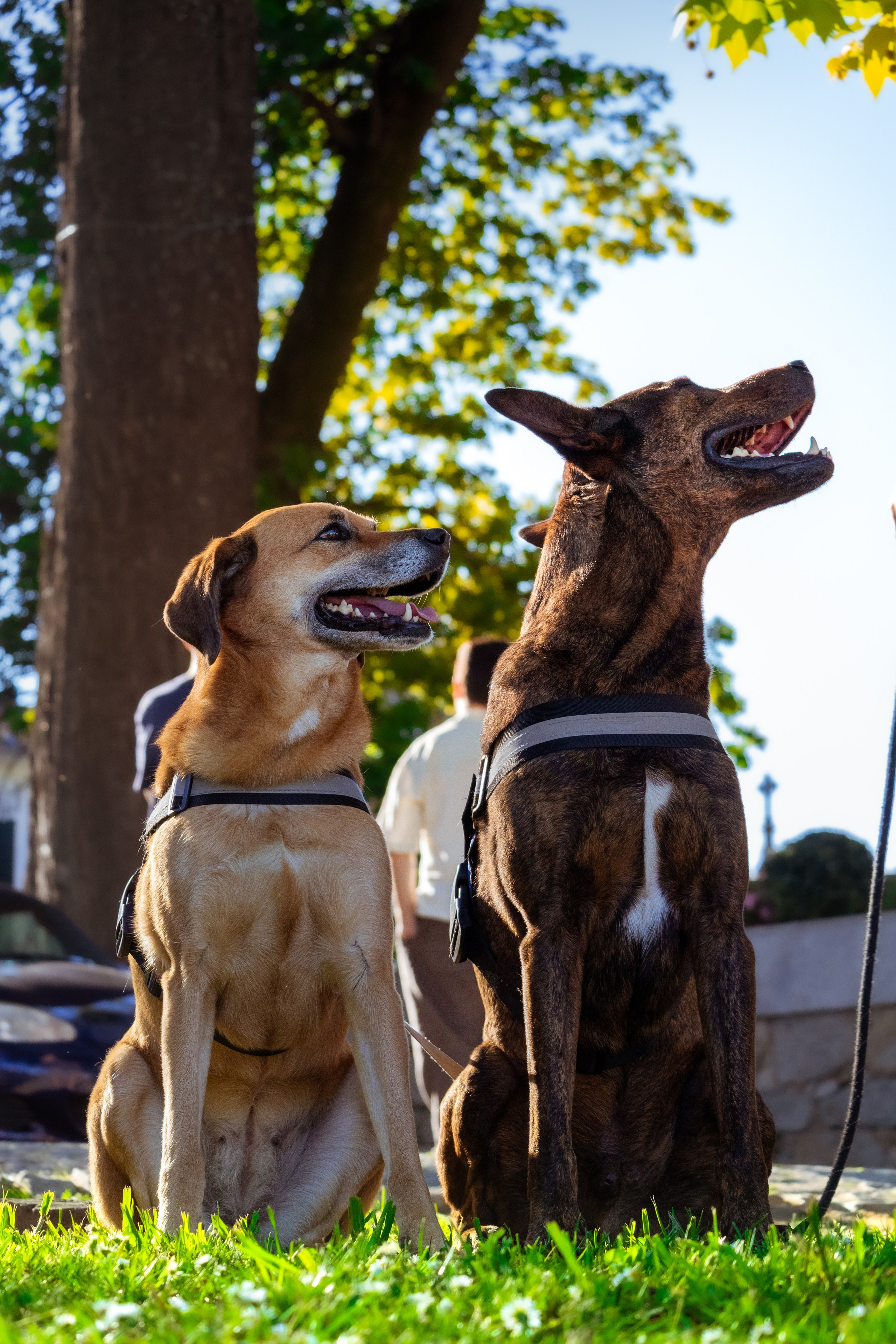 Dupla Canina ao Ar Livre. Fotógrafo espontâneo de eventos DGallery