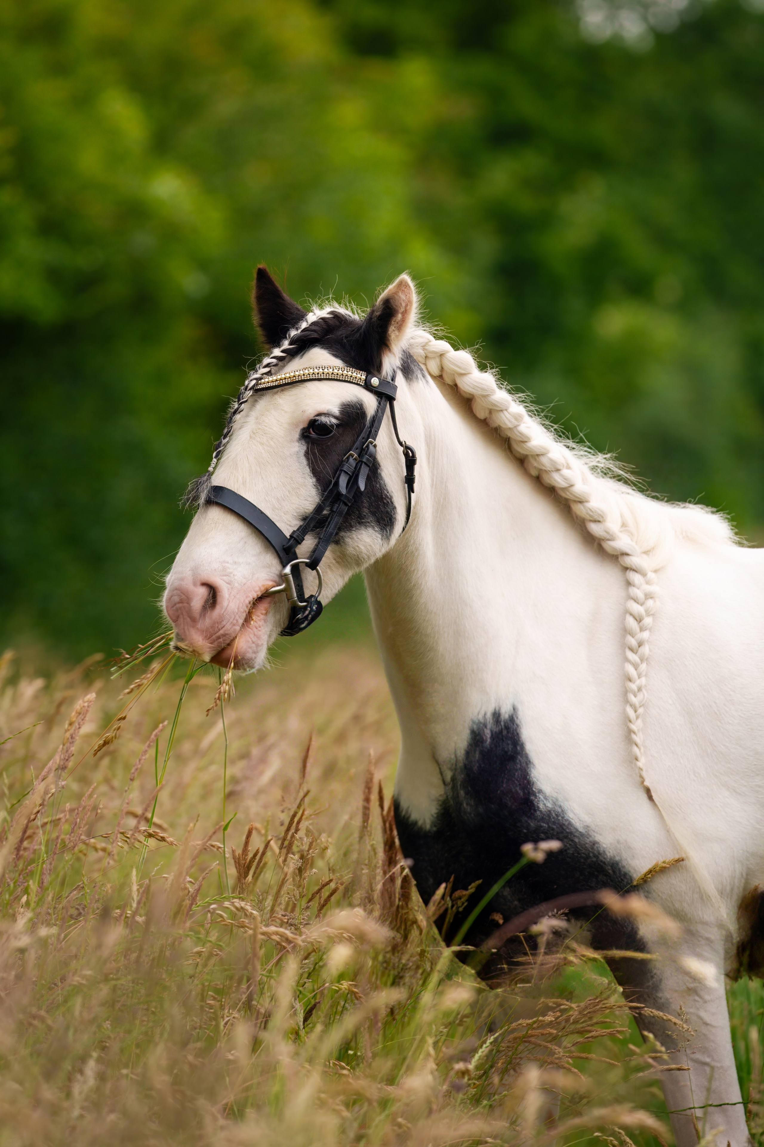 Equine Photography Portfolio | Leicestershire Horse Portrait Photographer. Leicestershire Equine Photography by El | Authentic Equine Portraits & Events