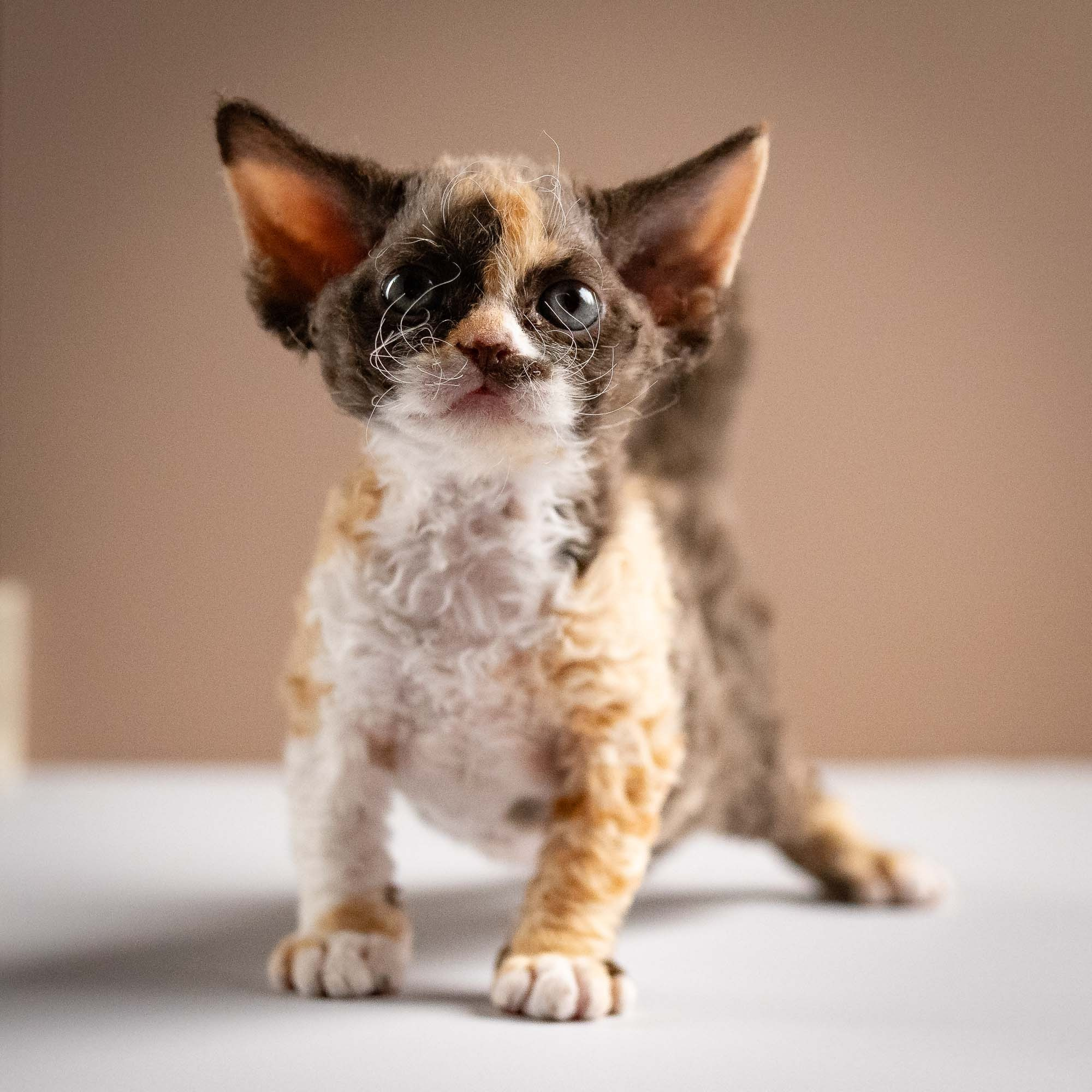 Polly, girl, born 02.11.26. Devon Rex Pixie Cattery