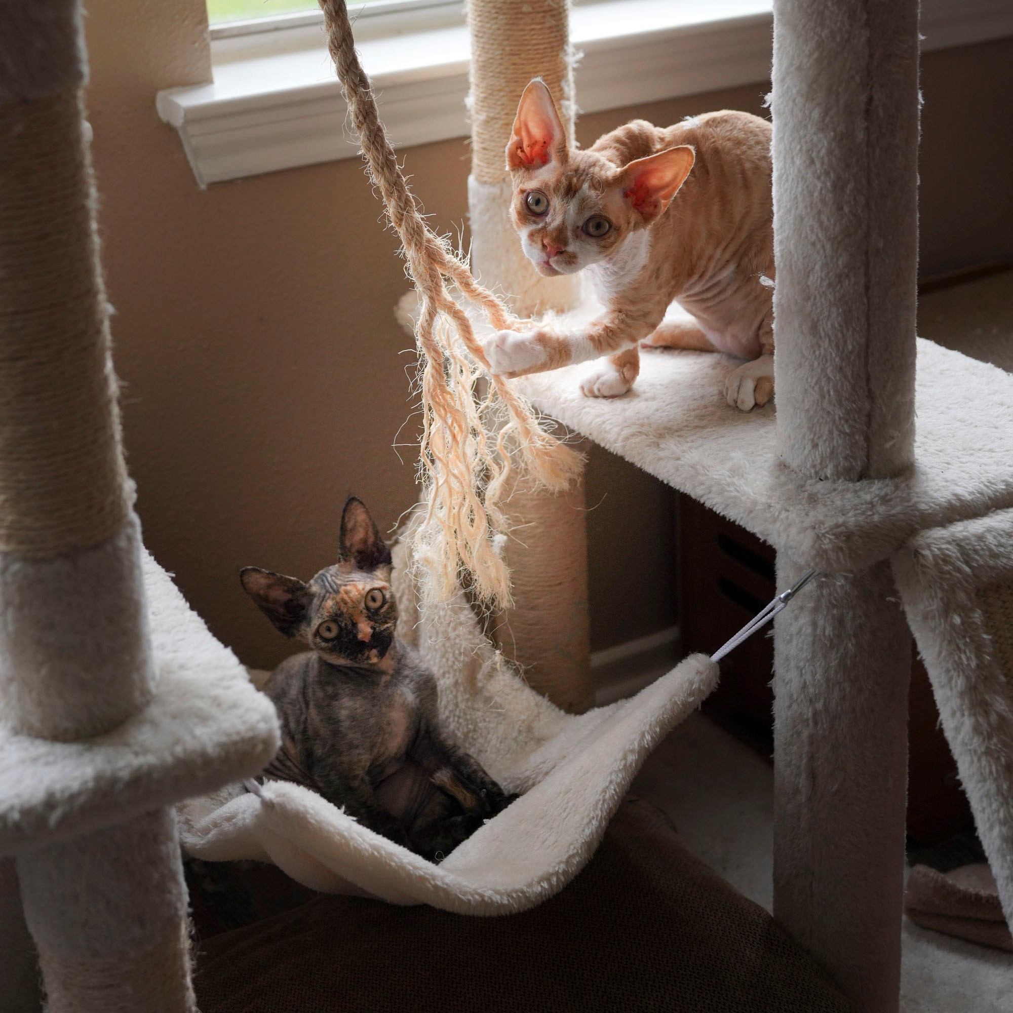 Bambi, Boy, born on 29.07.23, SOLD. Devon Rex Pixie Cattery