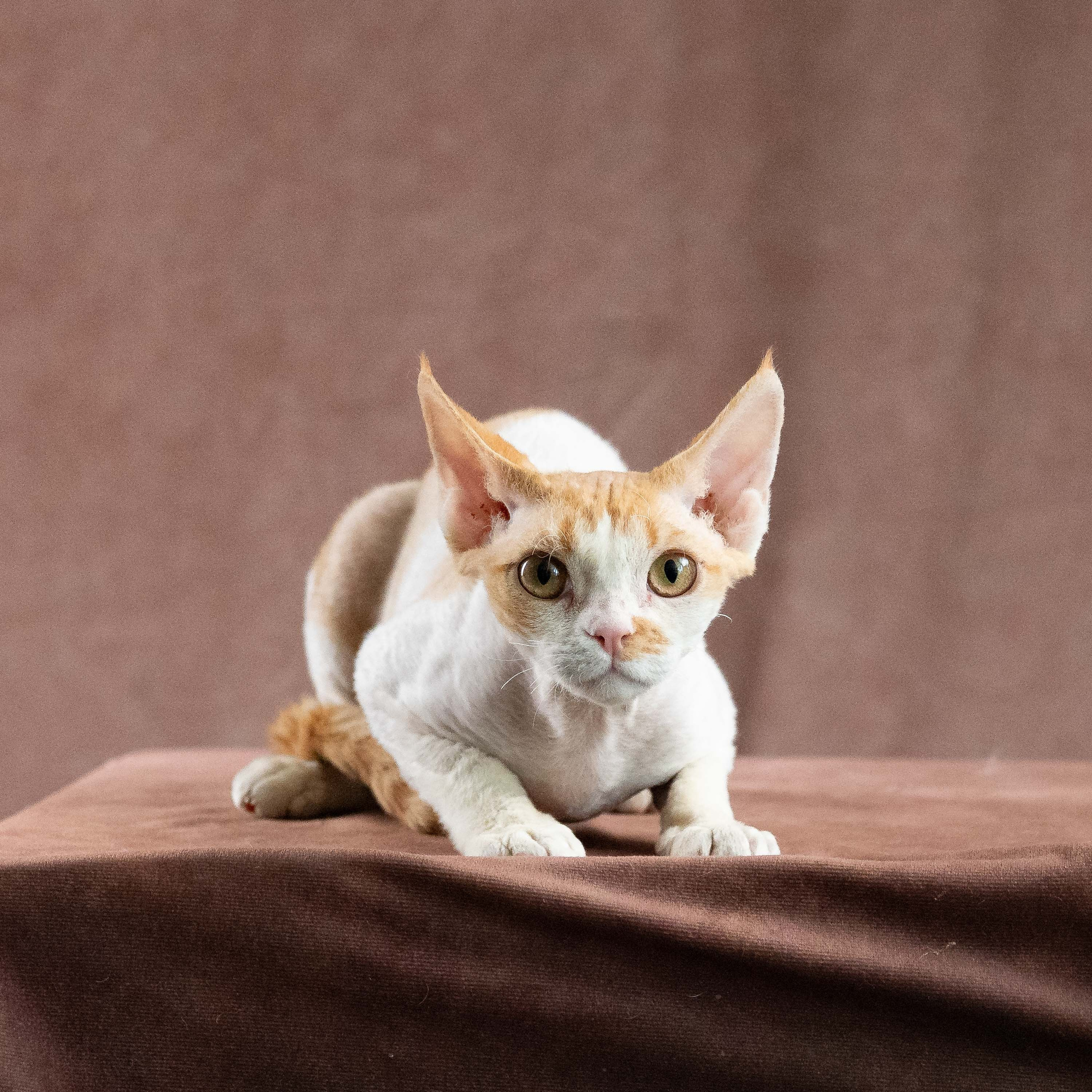 Nika. Devon Rex Pixie Cattery