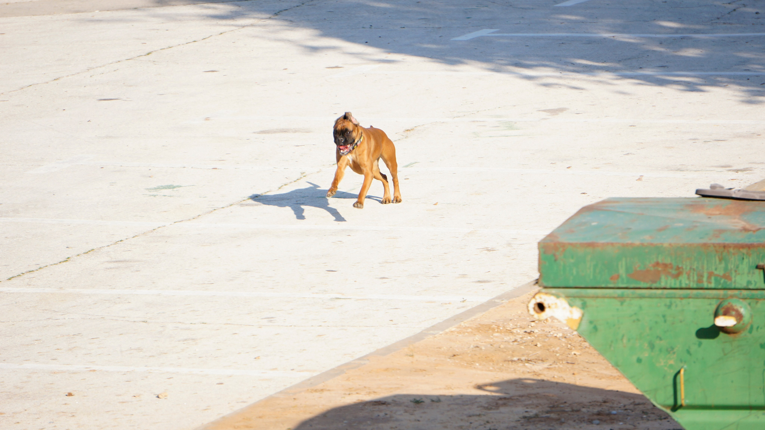 My ״Star״ Boxer Dog