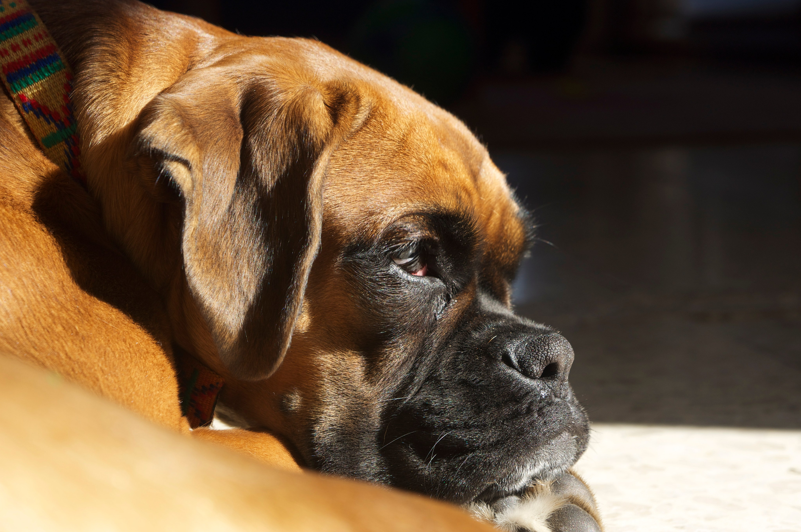 My ״Star״ Boxer Dog