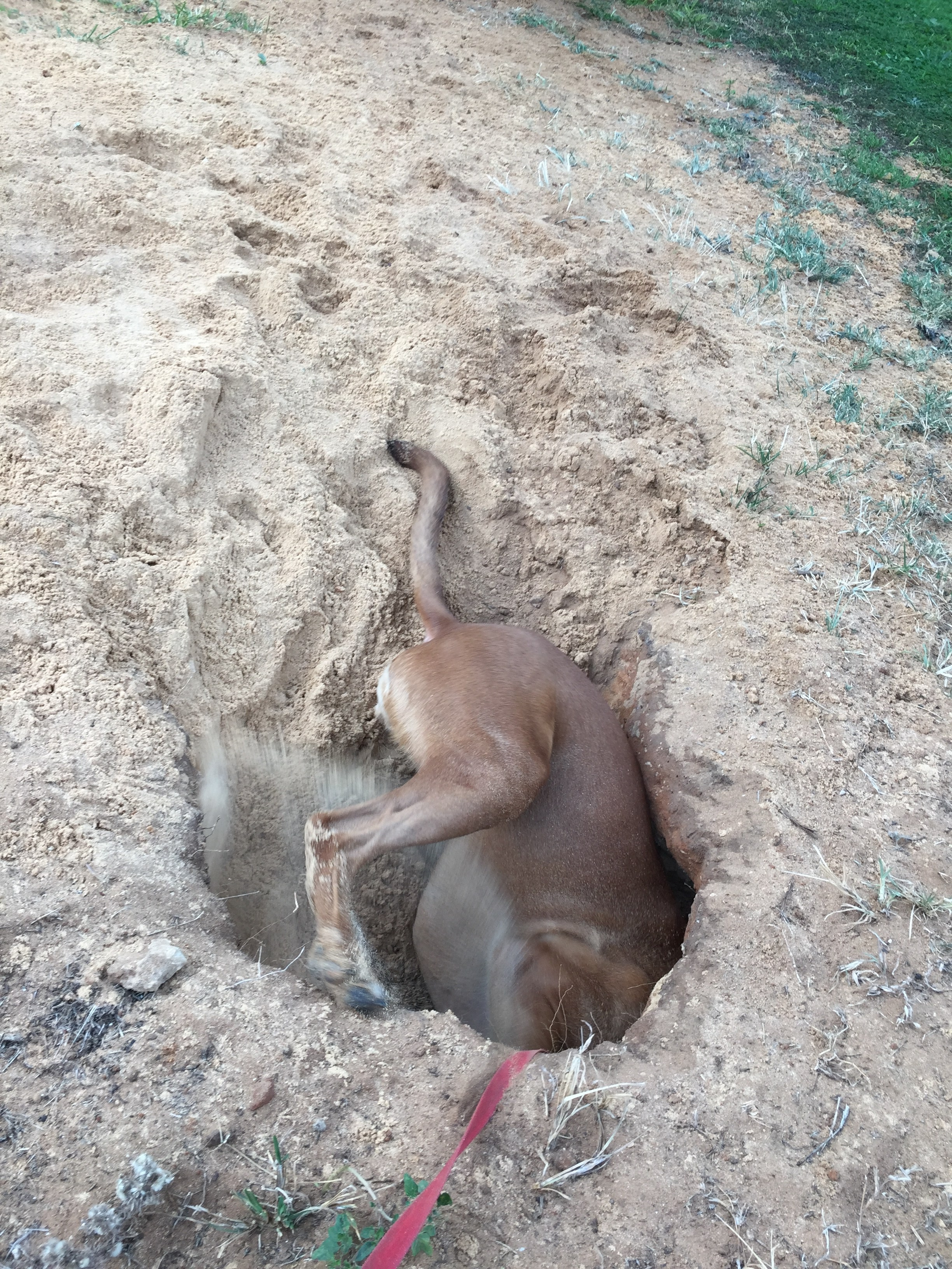 My ״Star״ Boxer Dog