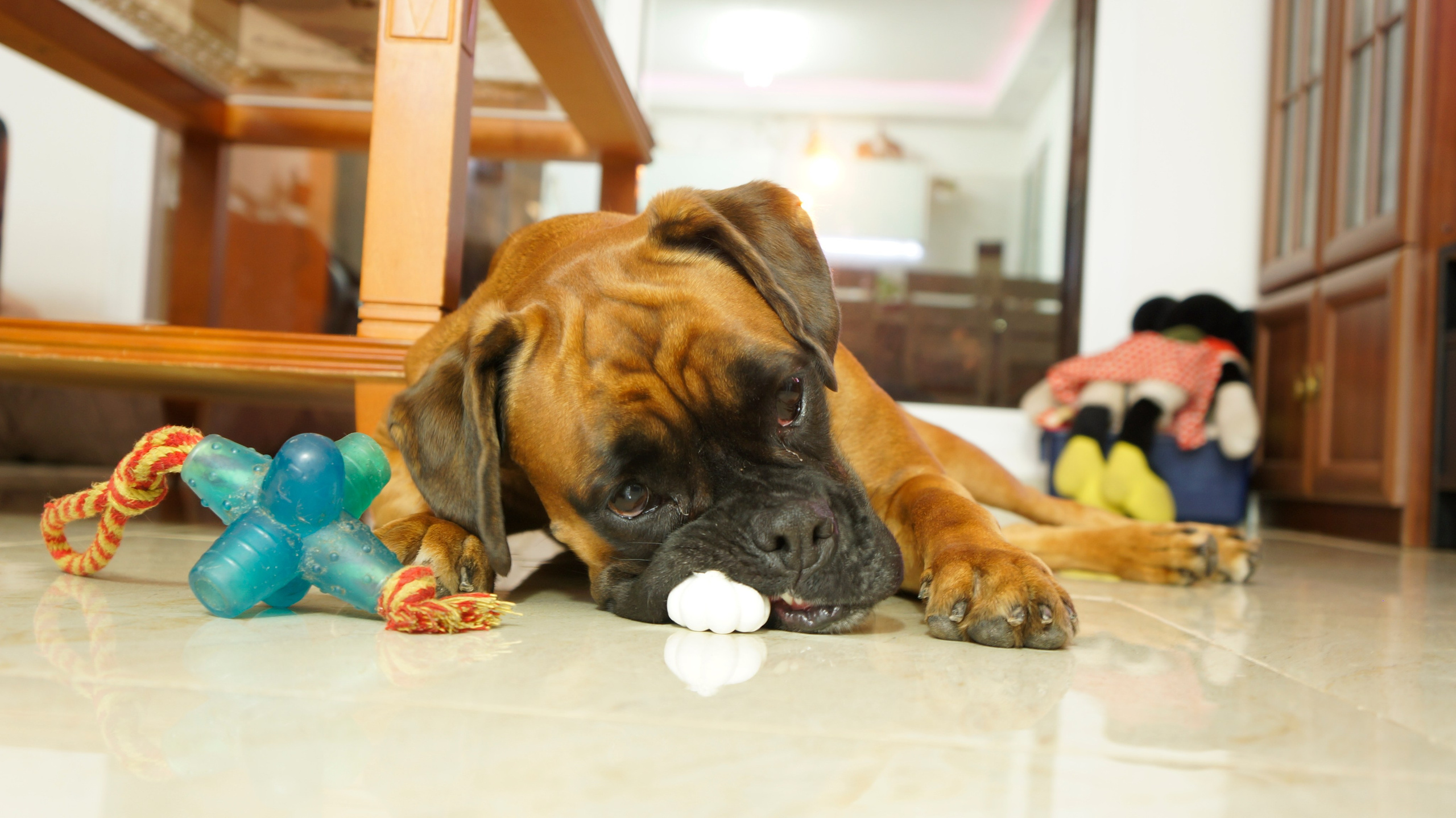 My ״Star״ Boxer Dog