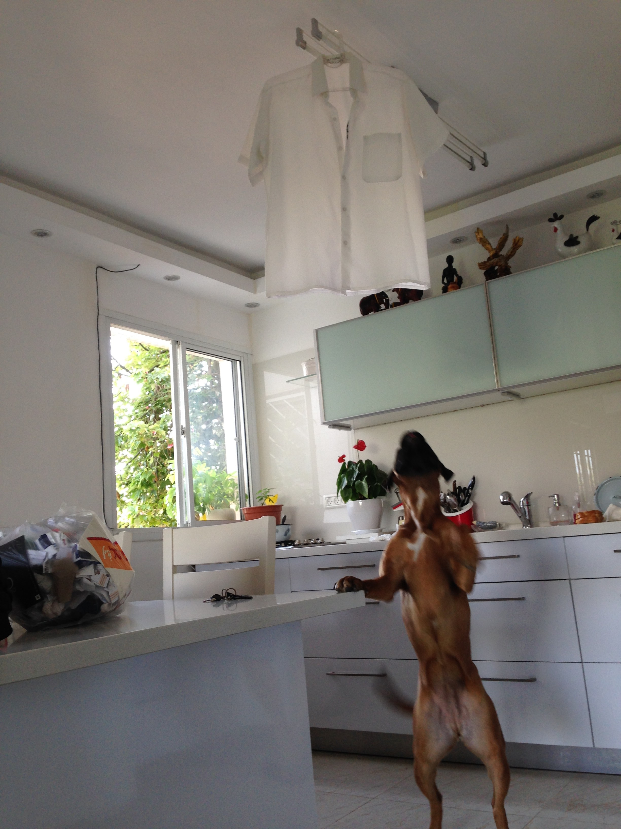 My ״Star״ Boxer Dog