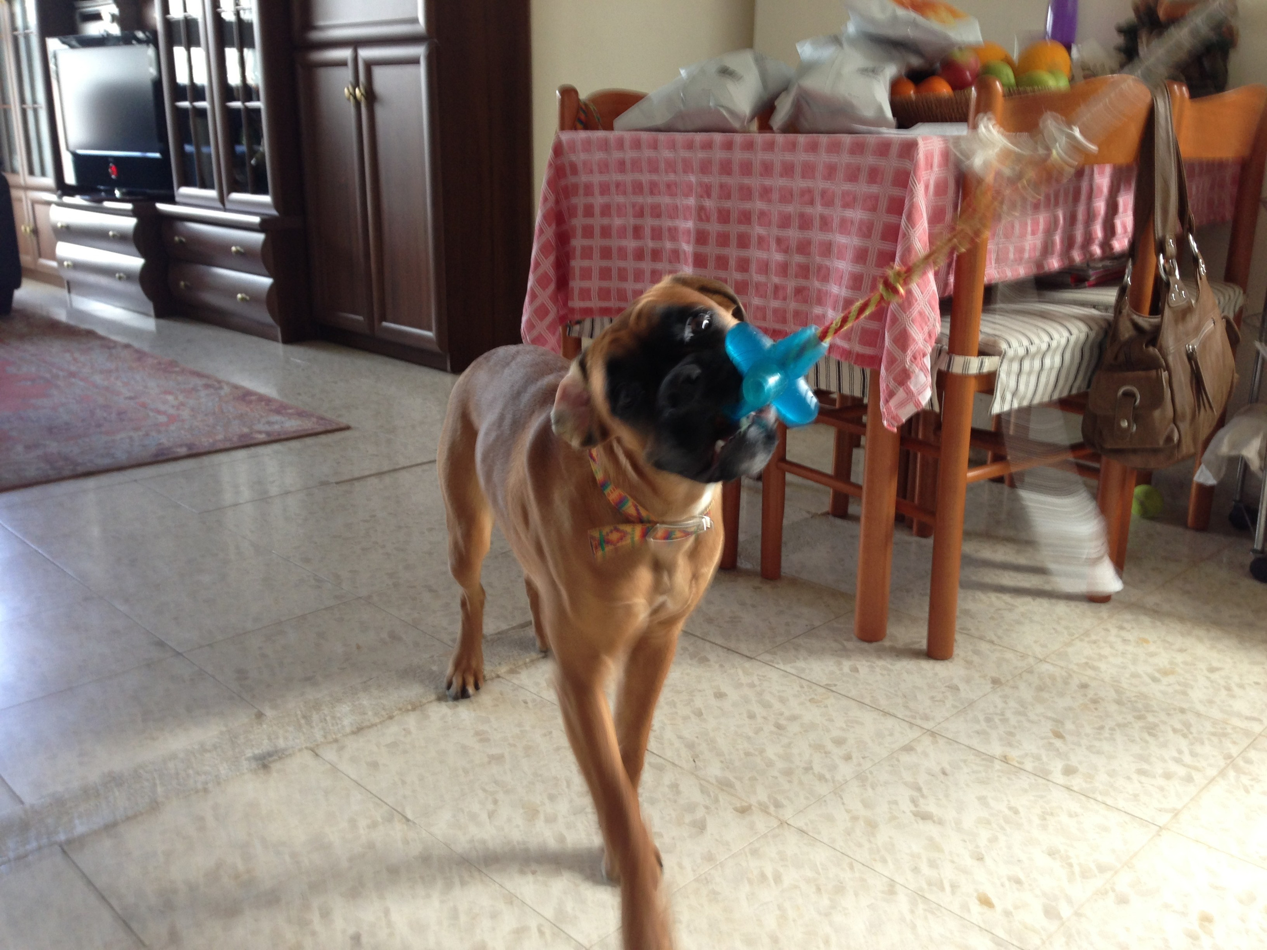 My ״Star״ Boxer Dog