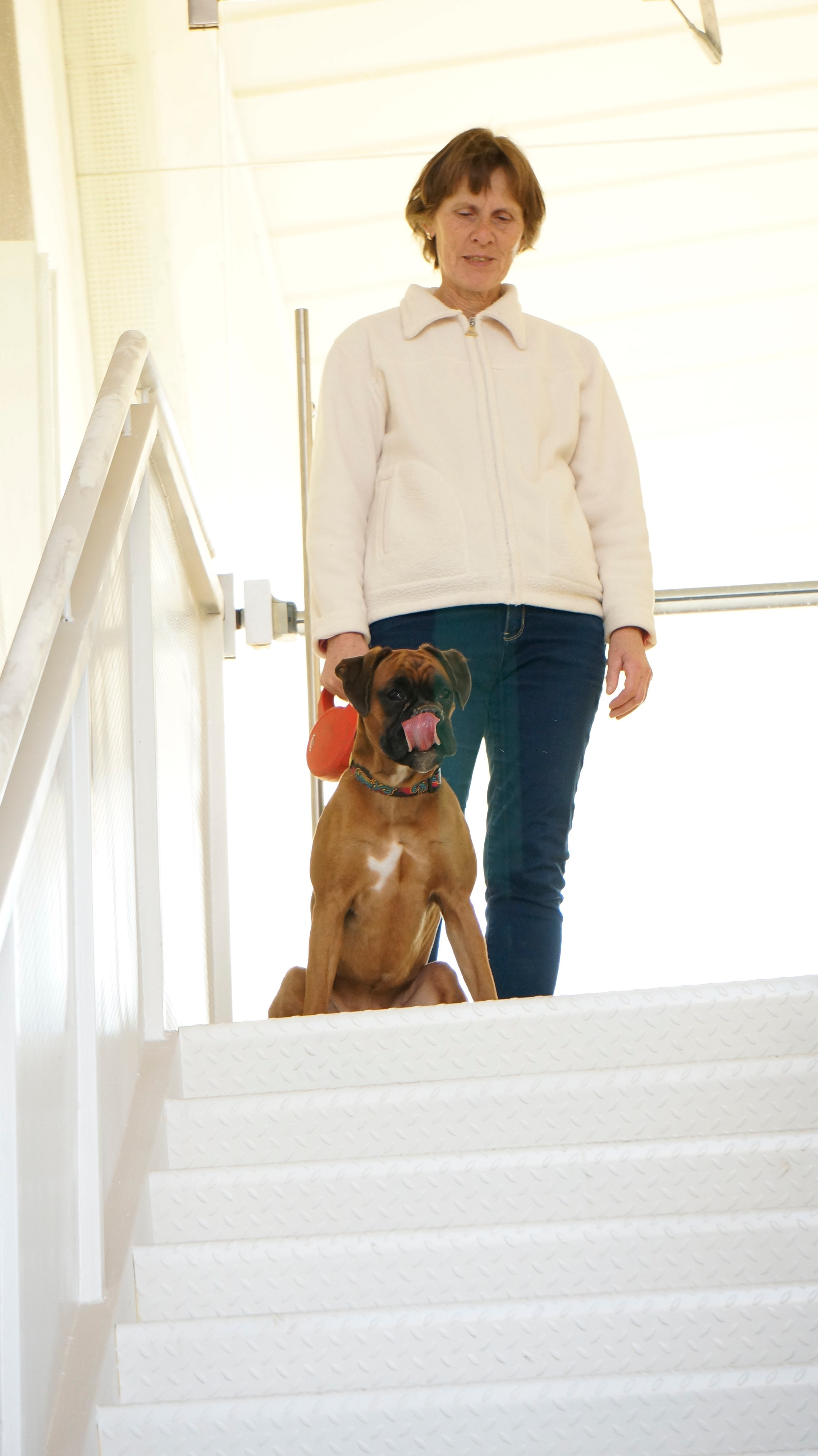 My ״Star״ Boxer Dog