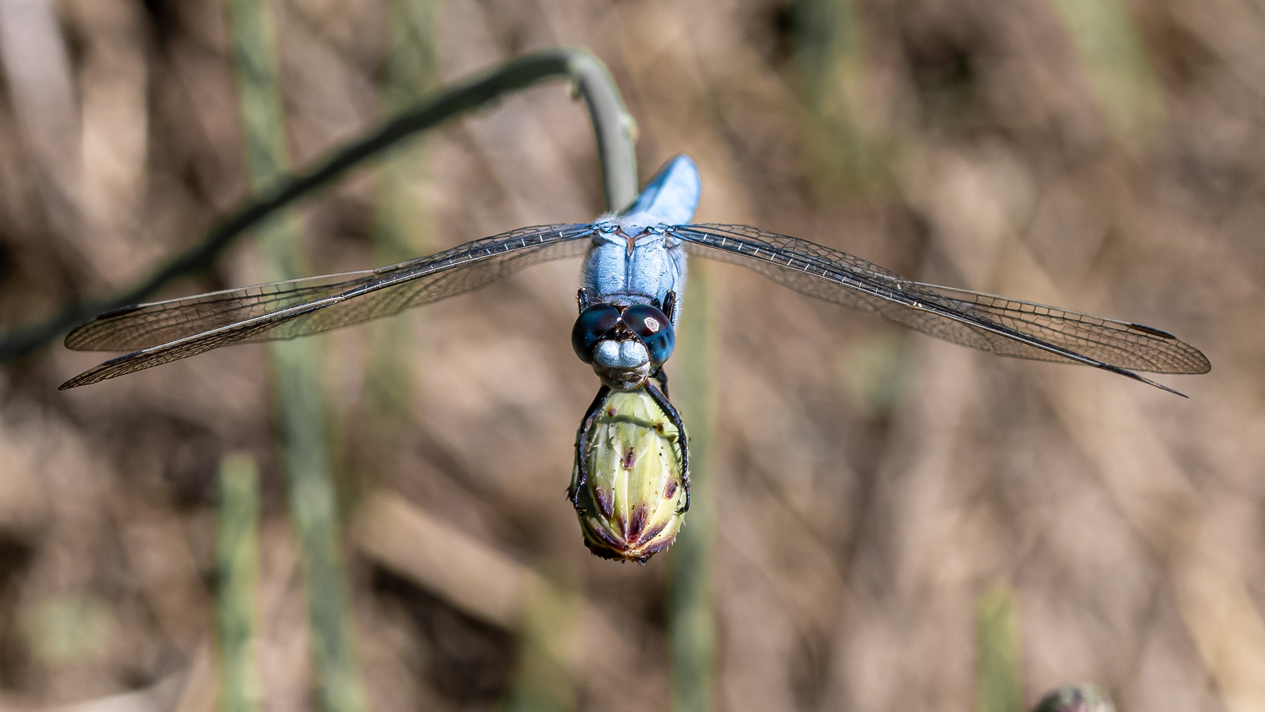 Insetti Simpatici. “Gianmaria Coscia fotografo per passione”