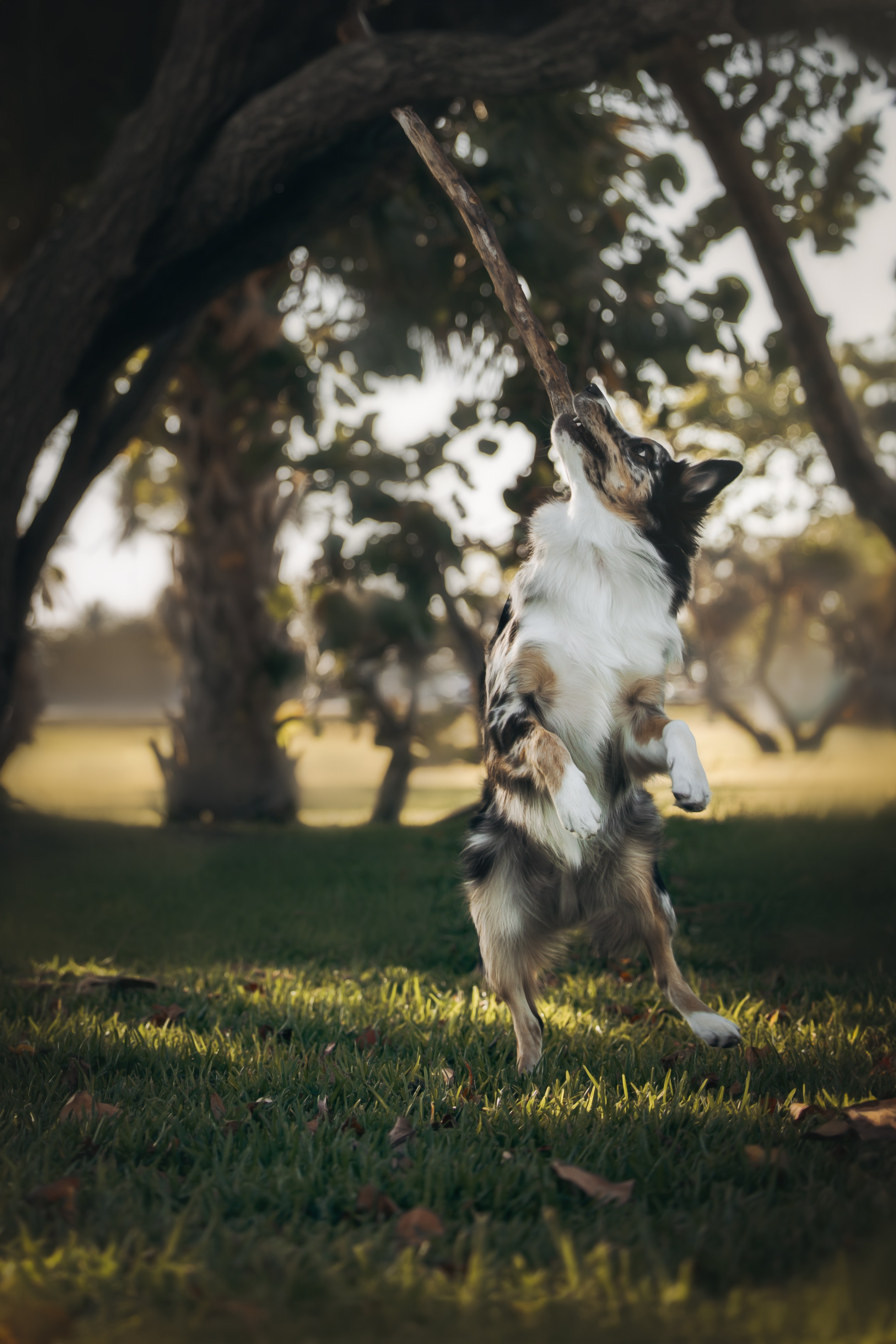 Gru, Marta & Vladimir. Pet Photographer Viktoriya Aleshenko