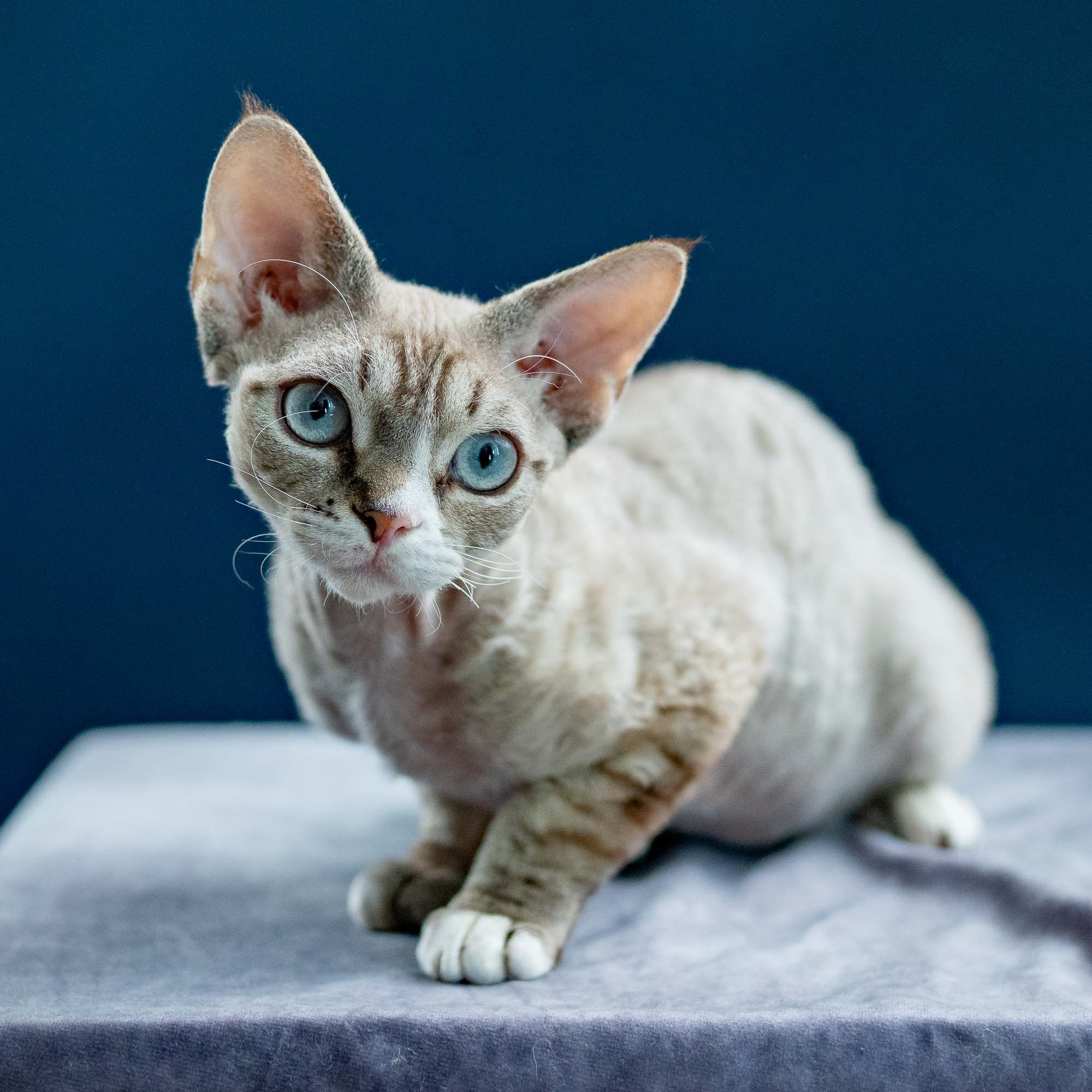 Fuzzy, boy, born on 01.01.25. Devon Rex Pixie Cattery
