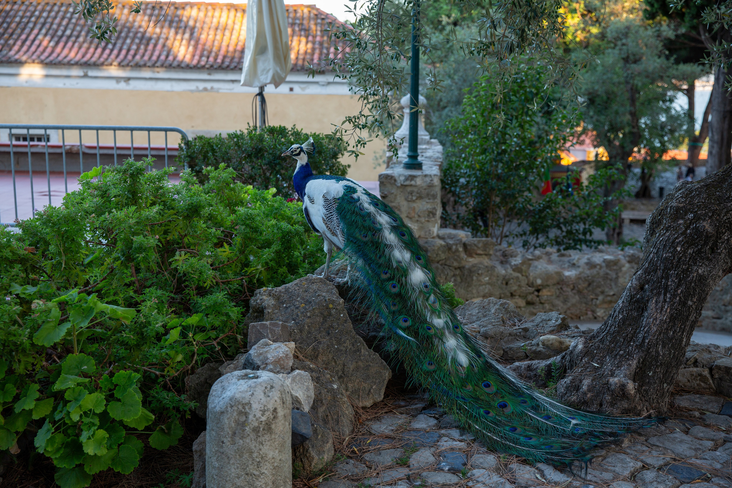 Paisagens. Thiago Chinellato