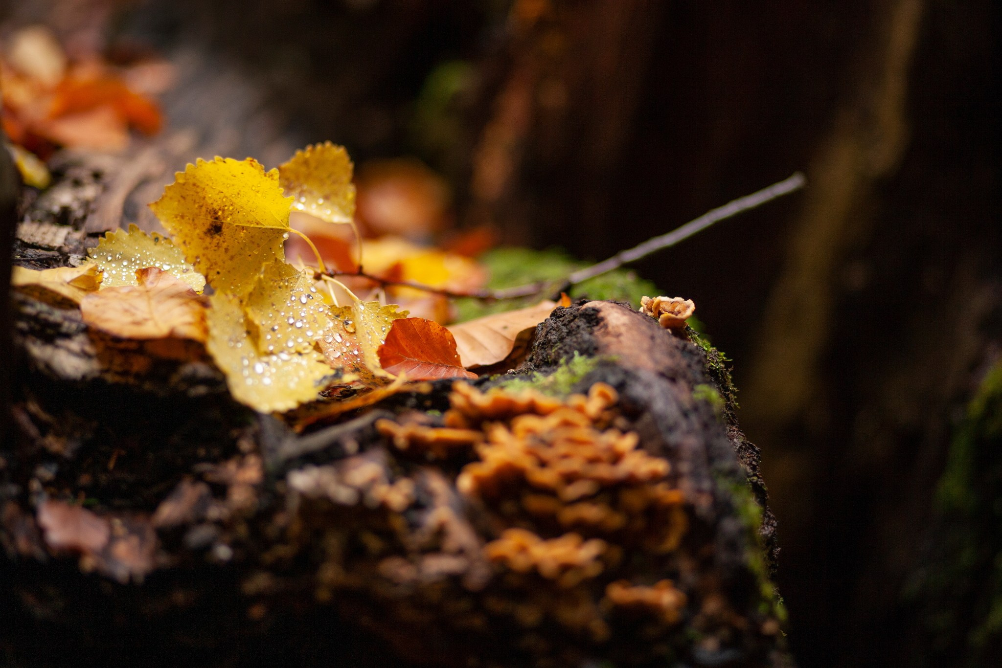 Планини. Александър Сандев - website