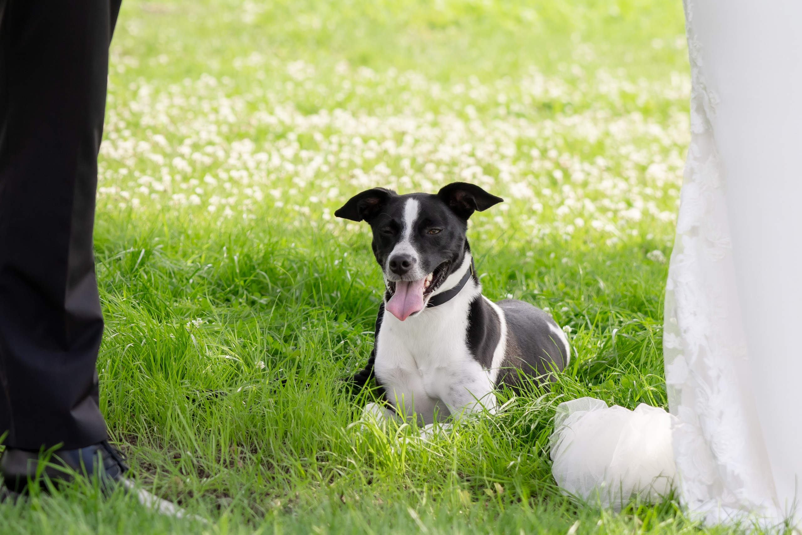 Angelica & Conor. Wedding Photo & Video