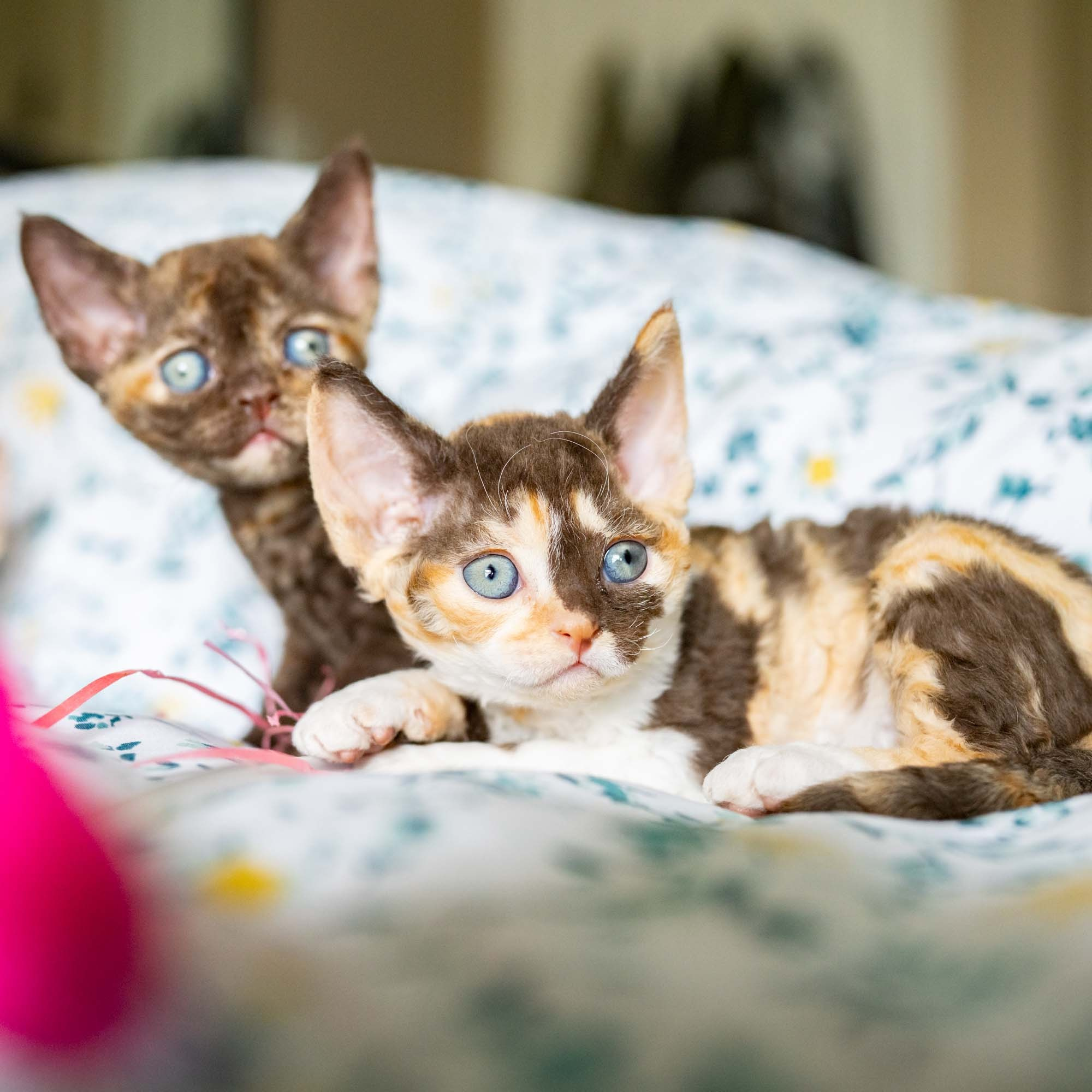 Dory, girl, born on 06.06.24 SOLD. Devon Rex Pixie Cattery