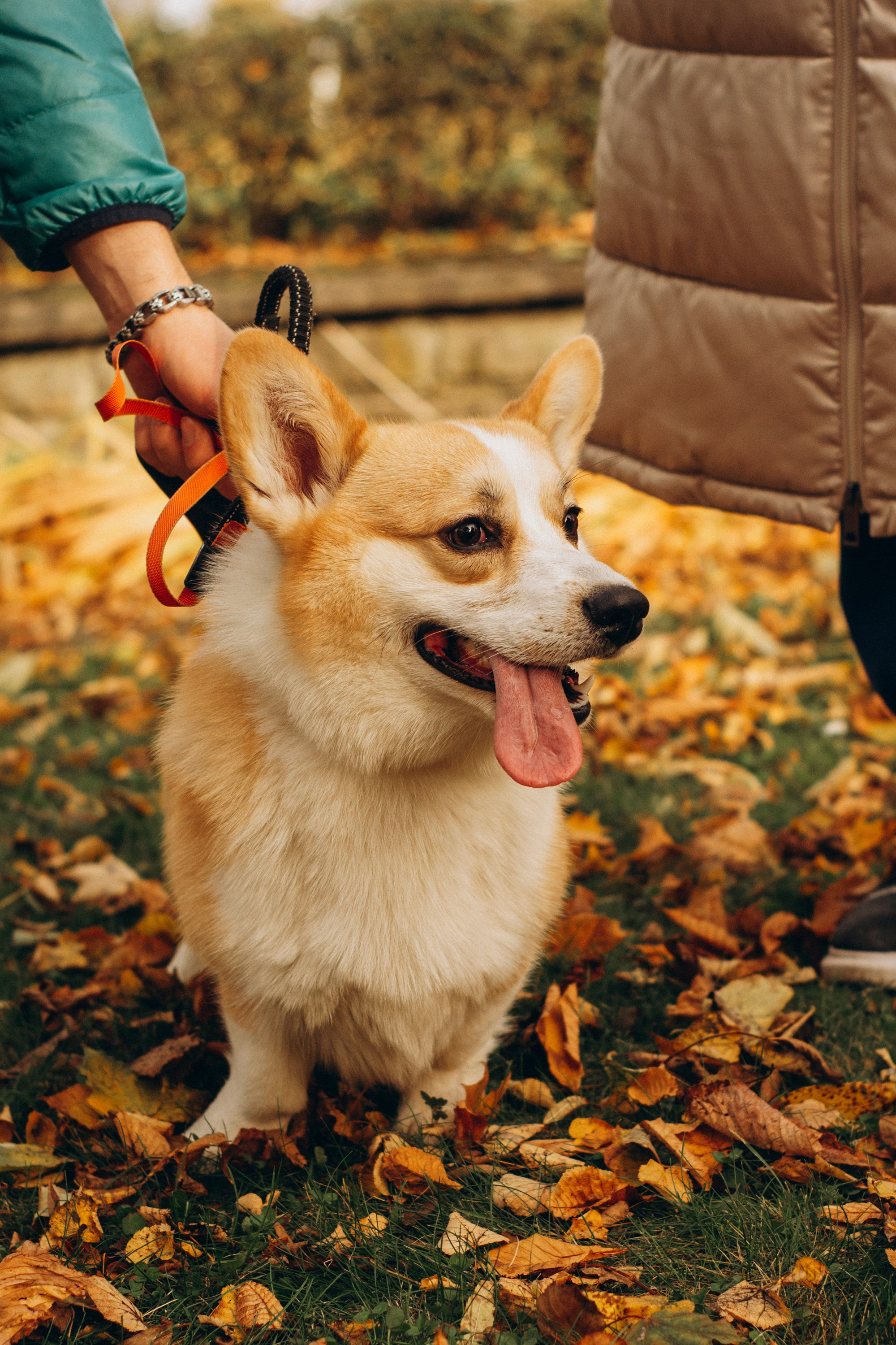 Corgi party, october. Kat Laisaar — Pet photographer in Tallinn