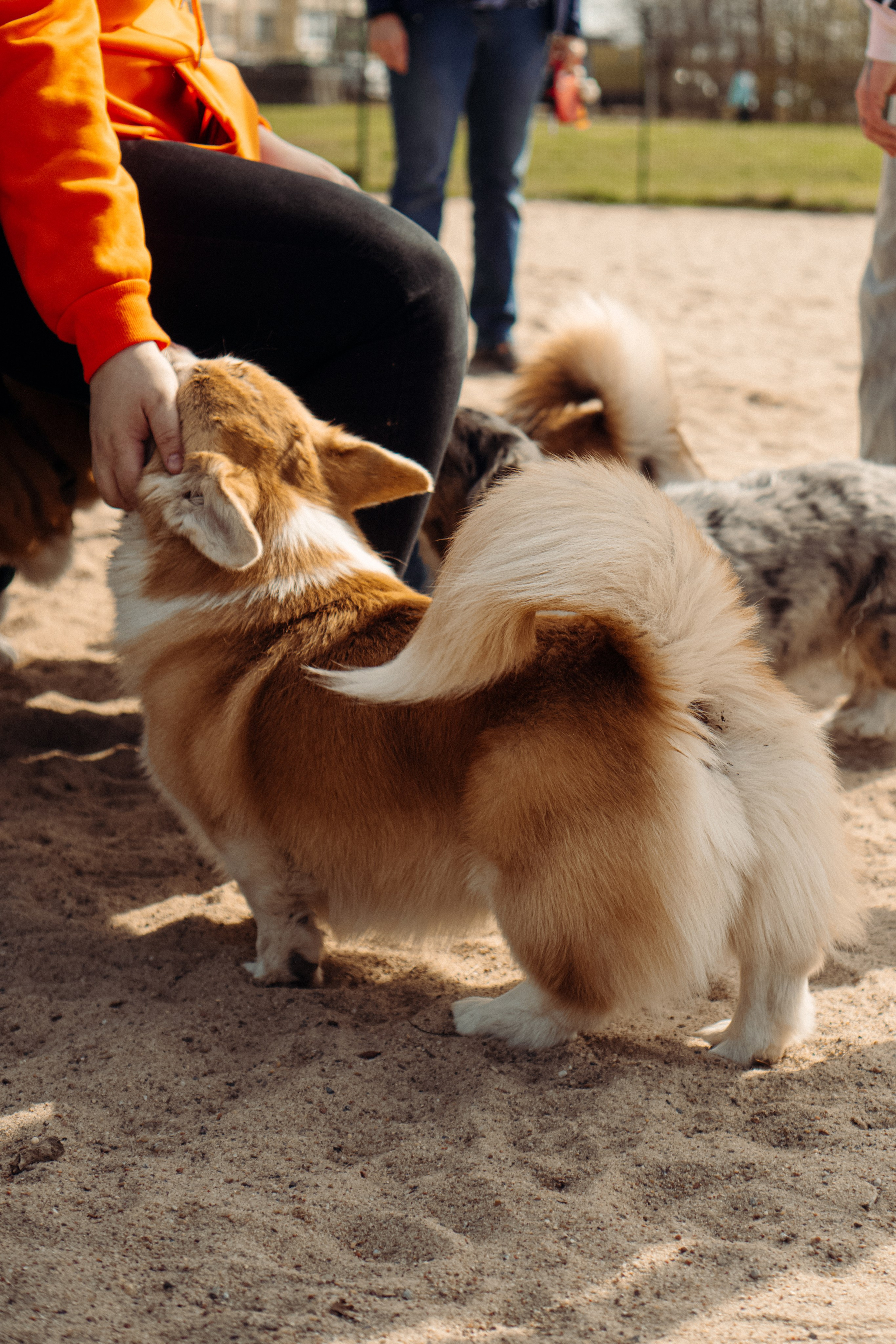 Corgi party, 18 apr. 2025. Kat Laisaar — Pet photographer in Tallinn