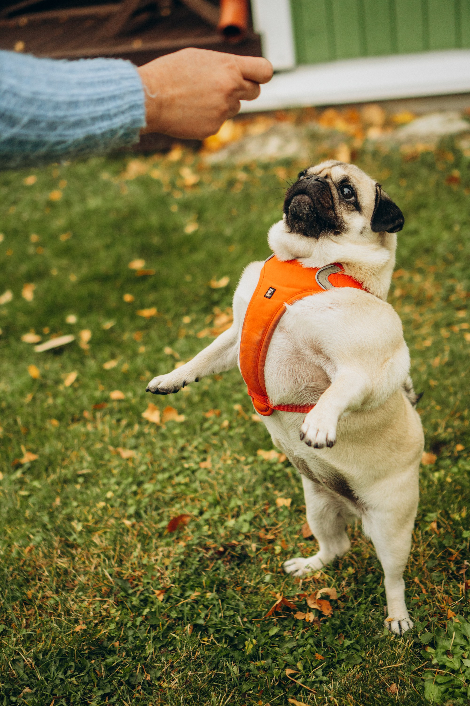 Jelena and her Sandy, Pug and Katja and her Safiir, Cardigan Welsh Corgi. Kat Laisaar — Pet photographer in Tallinn