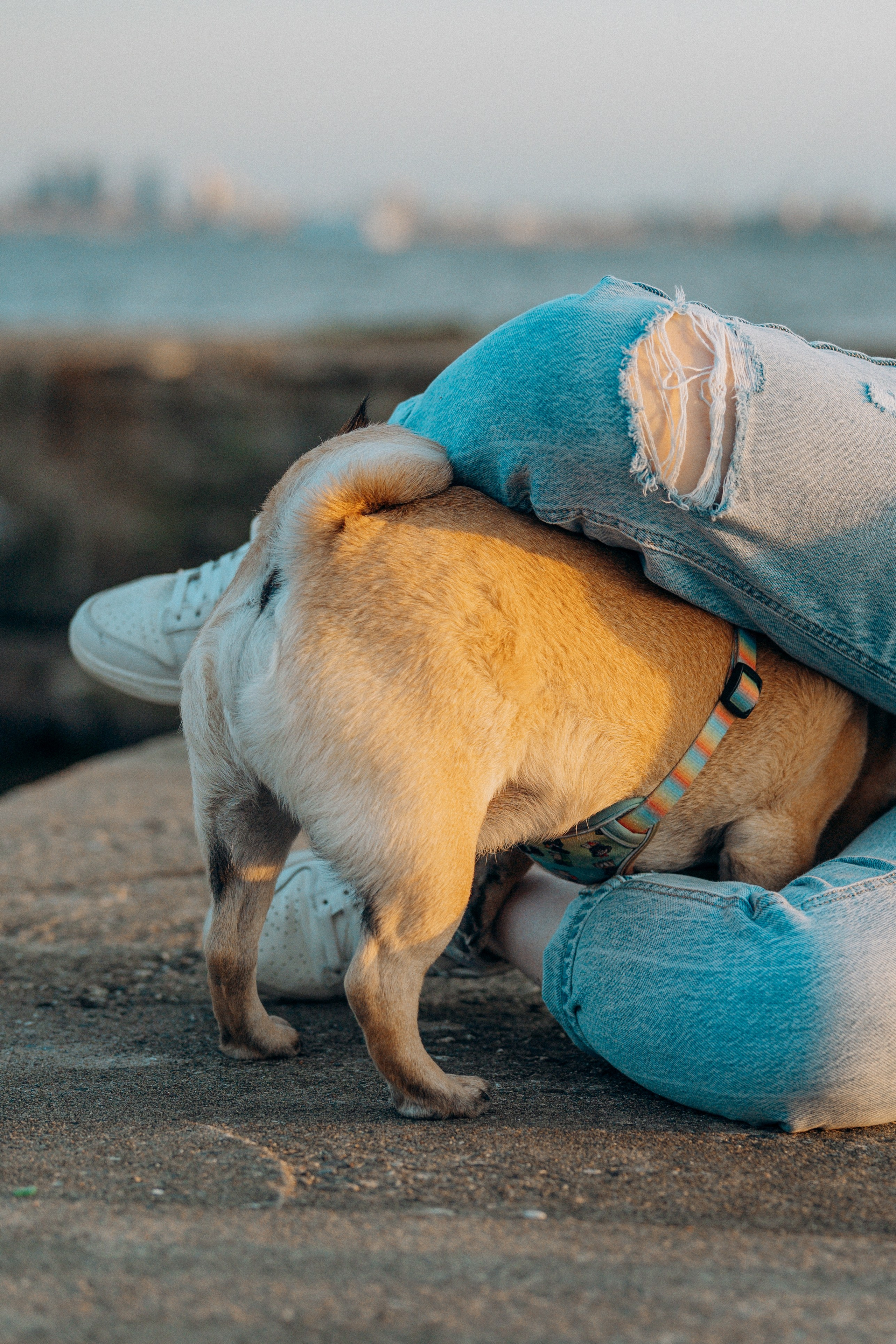 Frank, Tony, Katerina & Lev. Kat Laisaar — Pet photographer in Tallinn