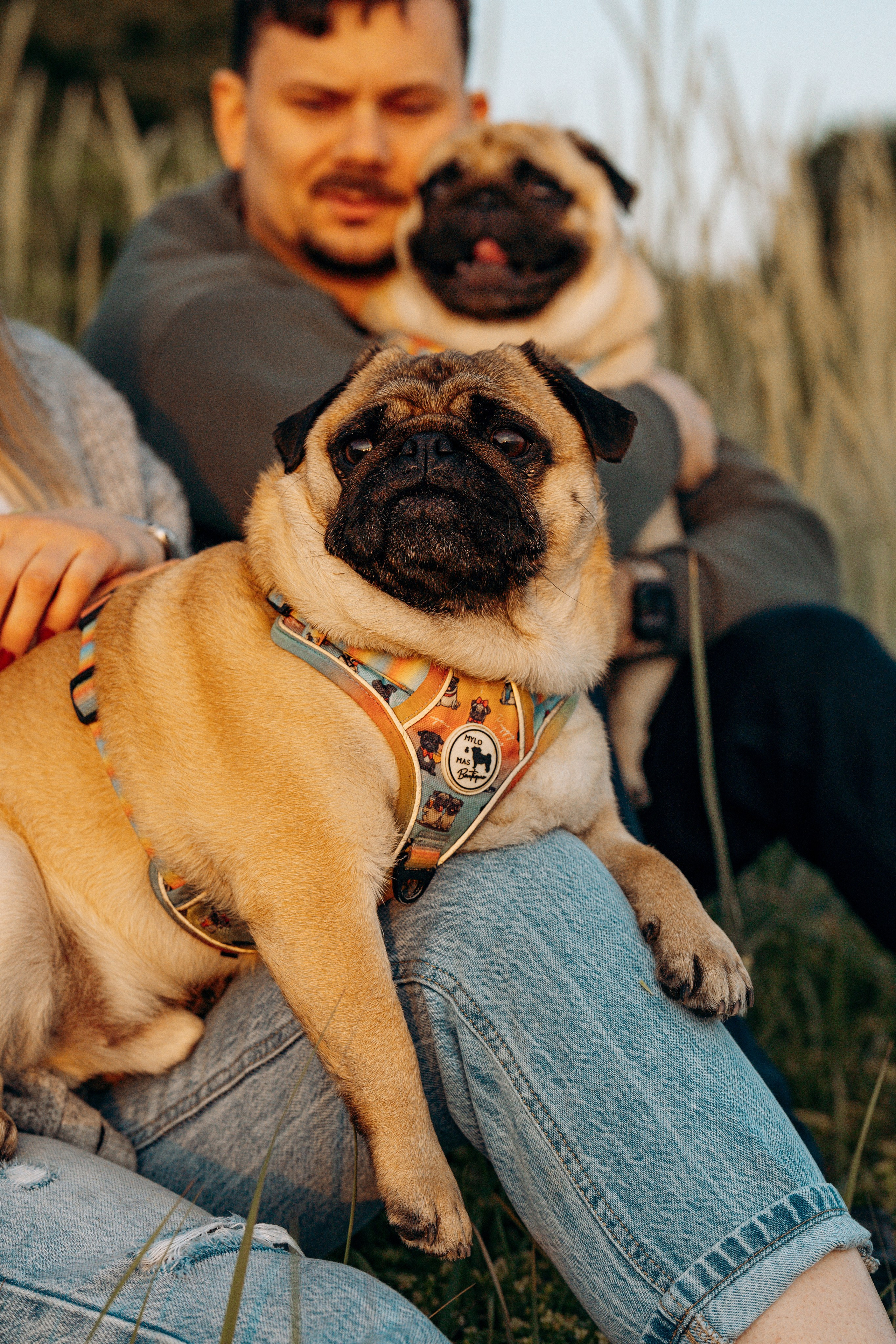 Frank, Tony, Katerina & Lev. Kat Laisaar — Pet photographer in Tallinn