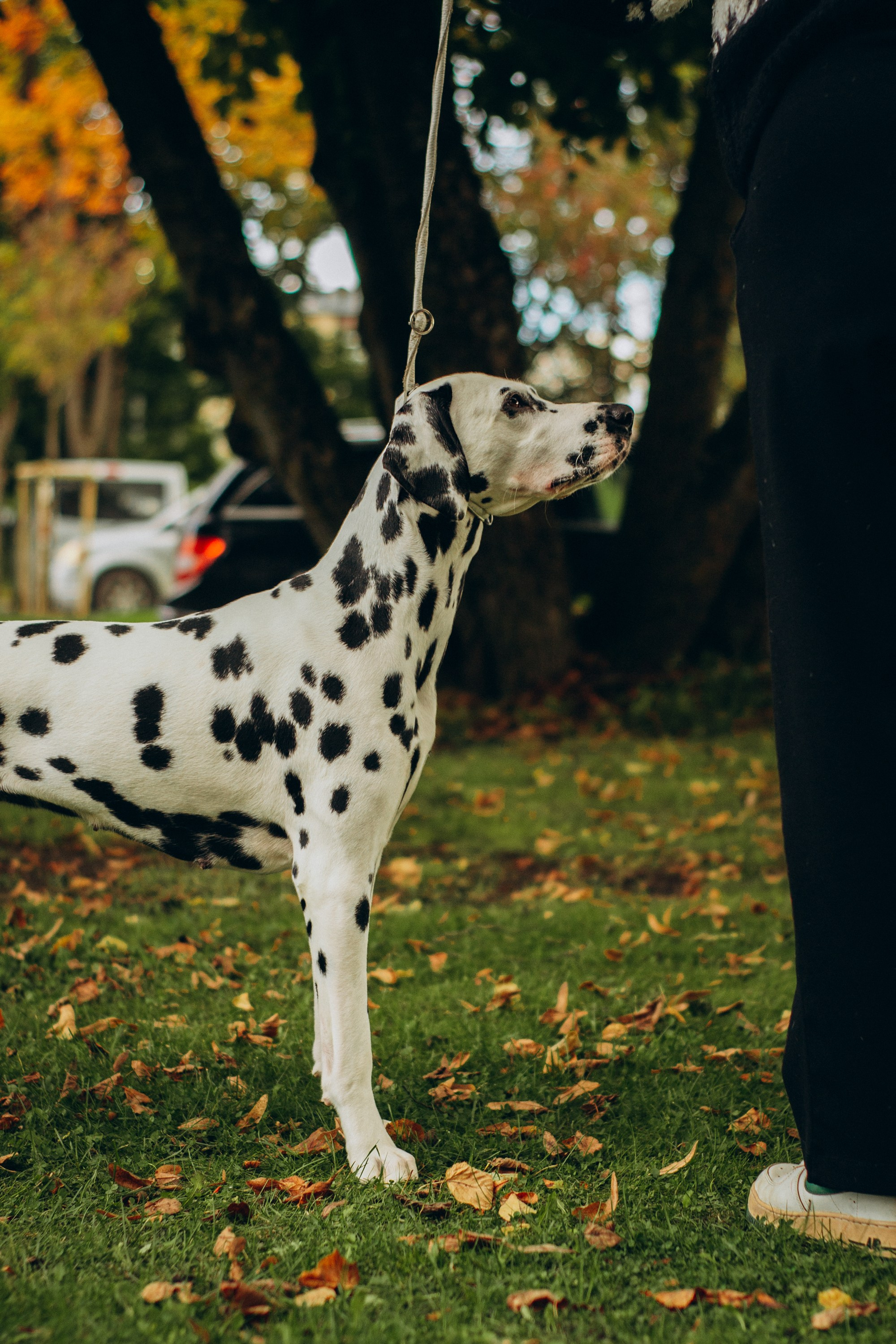 Rakvere Dog Show. Kat Laisaar — Pet photographer in Tallinn