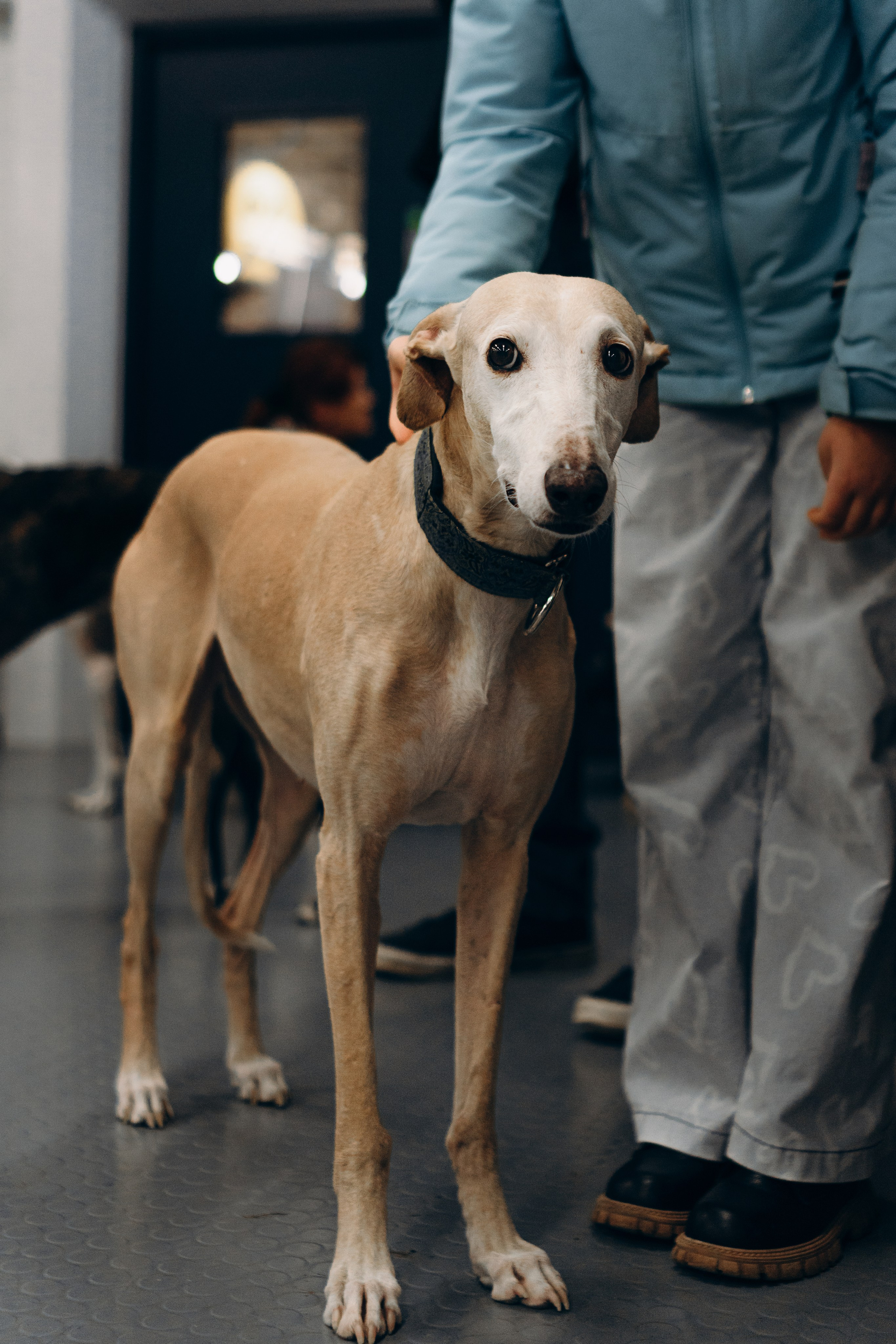 Galgotreff, 9 feb. 2025. Kat Laisaar — Pet photographer in Tallinn