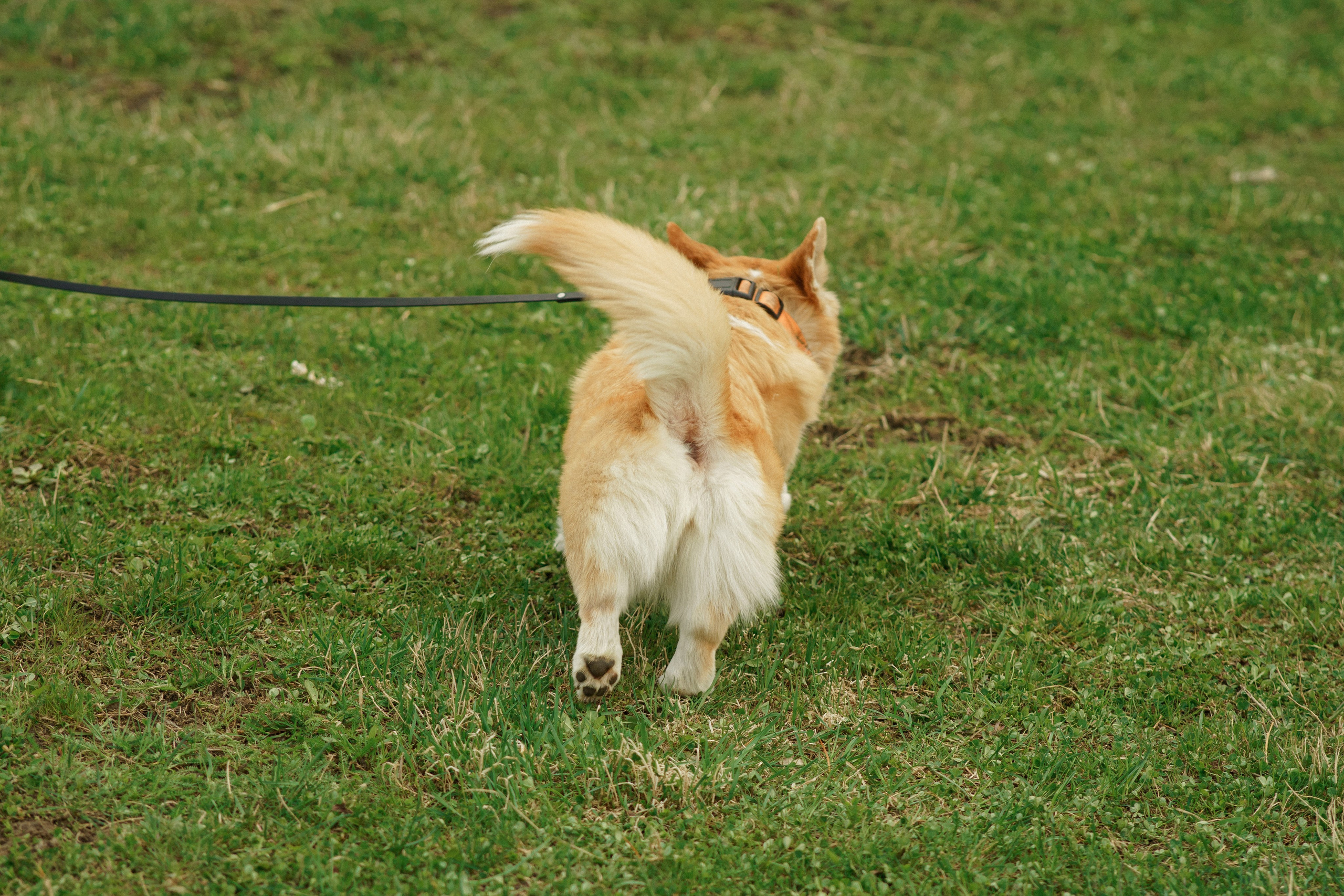 Herding Days, 26 apr. 2025. Kat Laisaar — Pet photographer in Tallinn