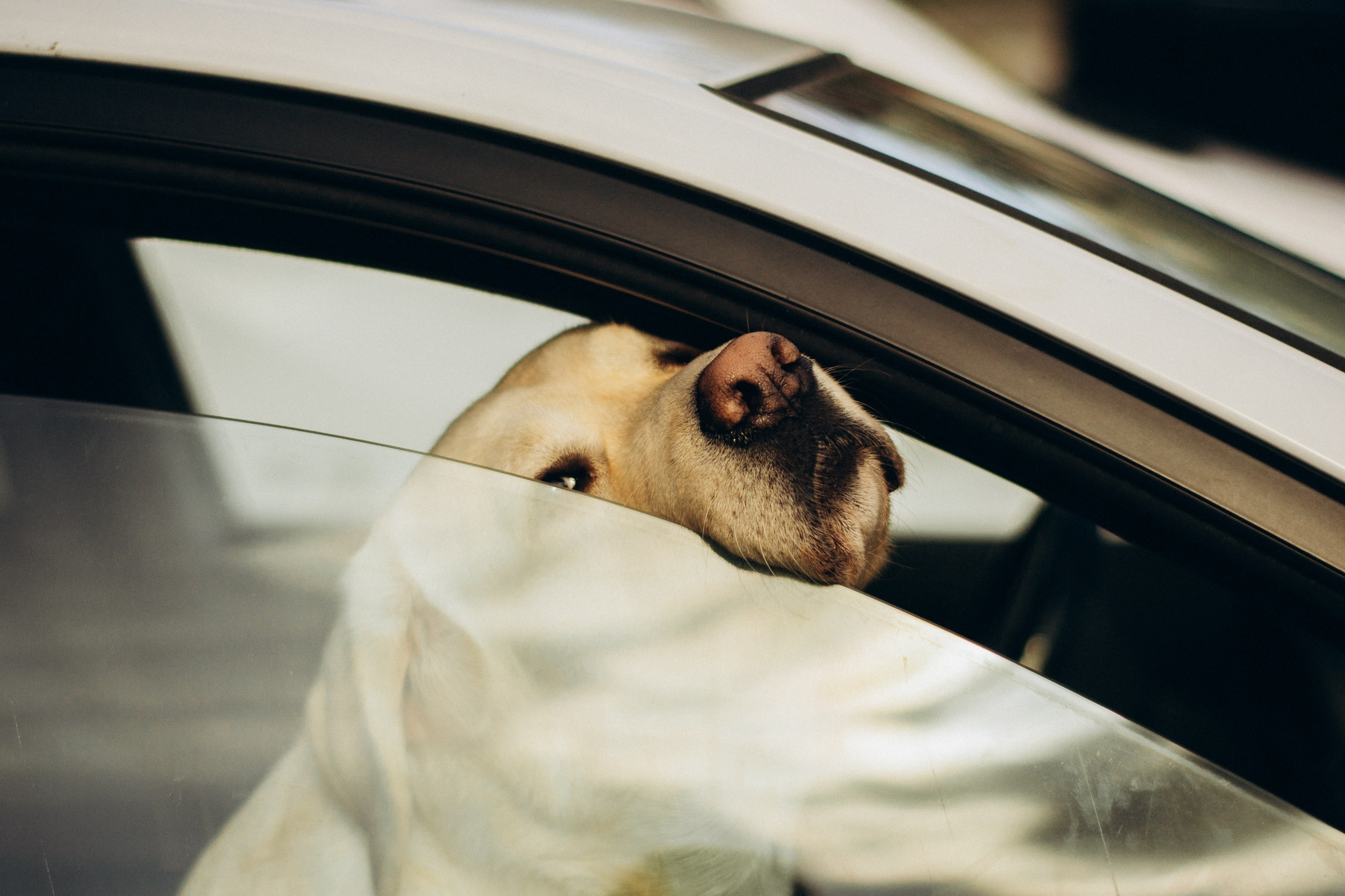Dog Street Photography in Estonia. Kat Laisaar — Pet photographer in Tallinn