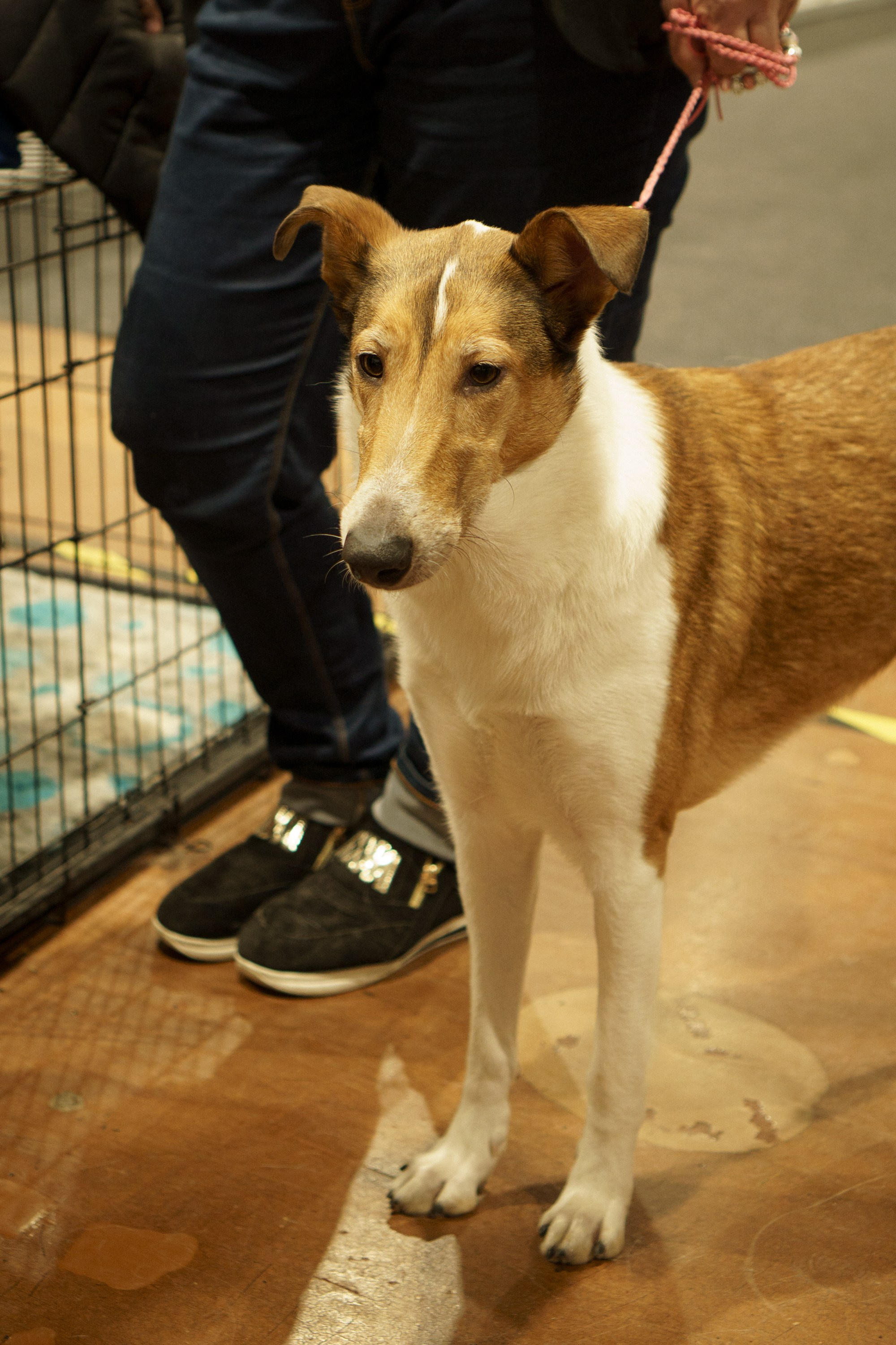 Tartu International Dog Show. Kat Laisaar — Pet photographer in Tallinn