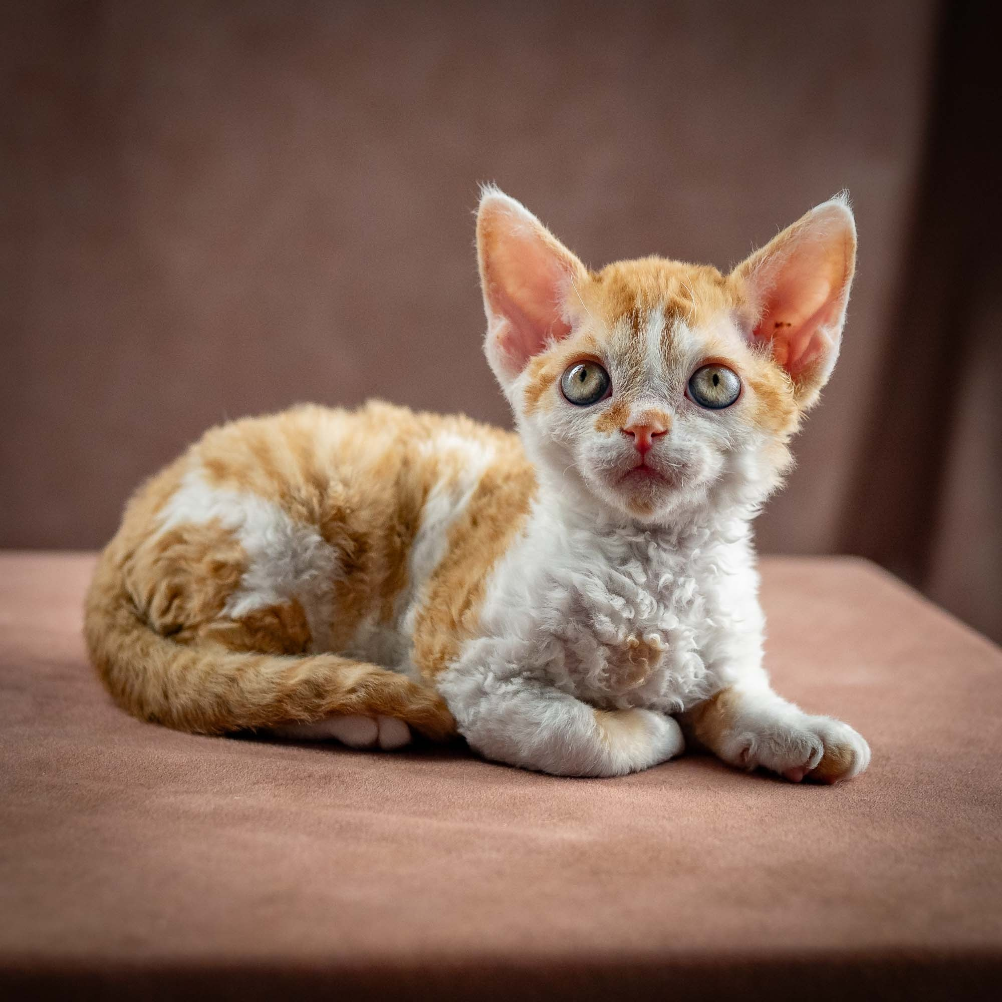 Gary,  boy, born on 01.18.25. Devon Rex Pixie Cattery