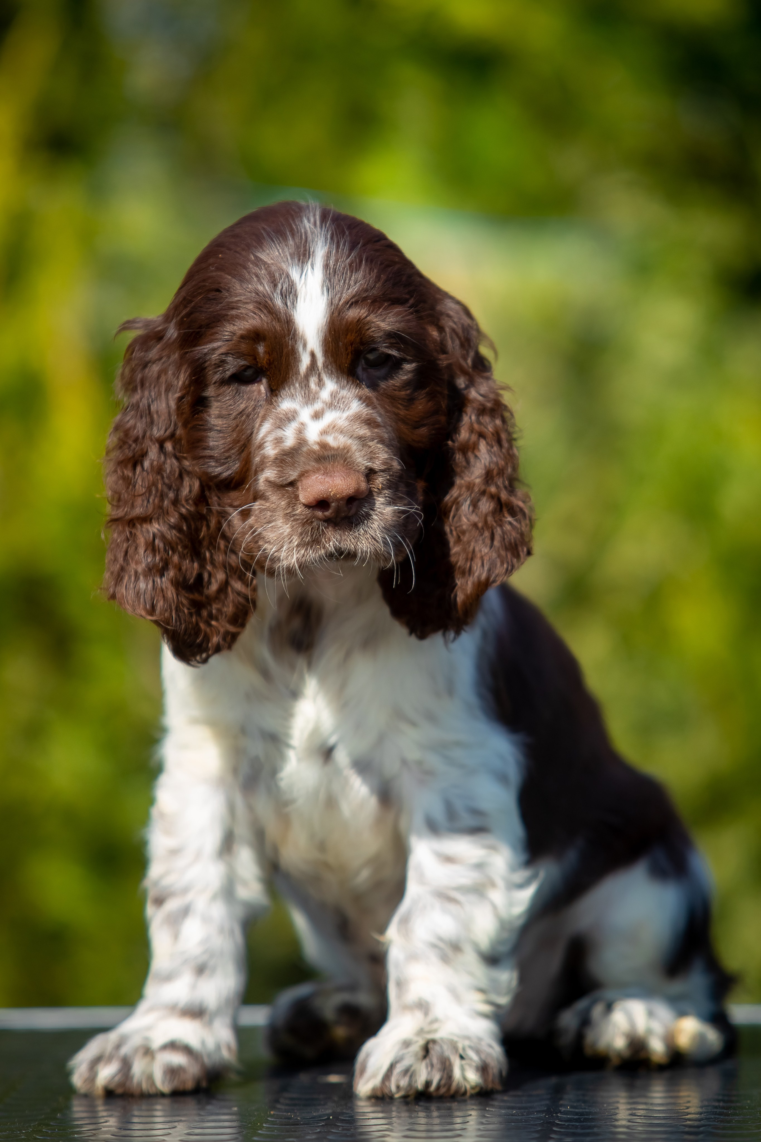 Female — Pink collar 💗. Website of the titled stud dog of the Springer Spaniel breed