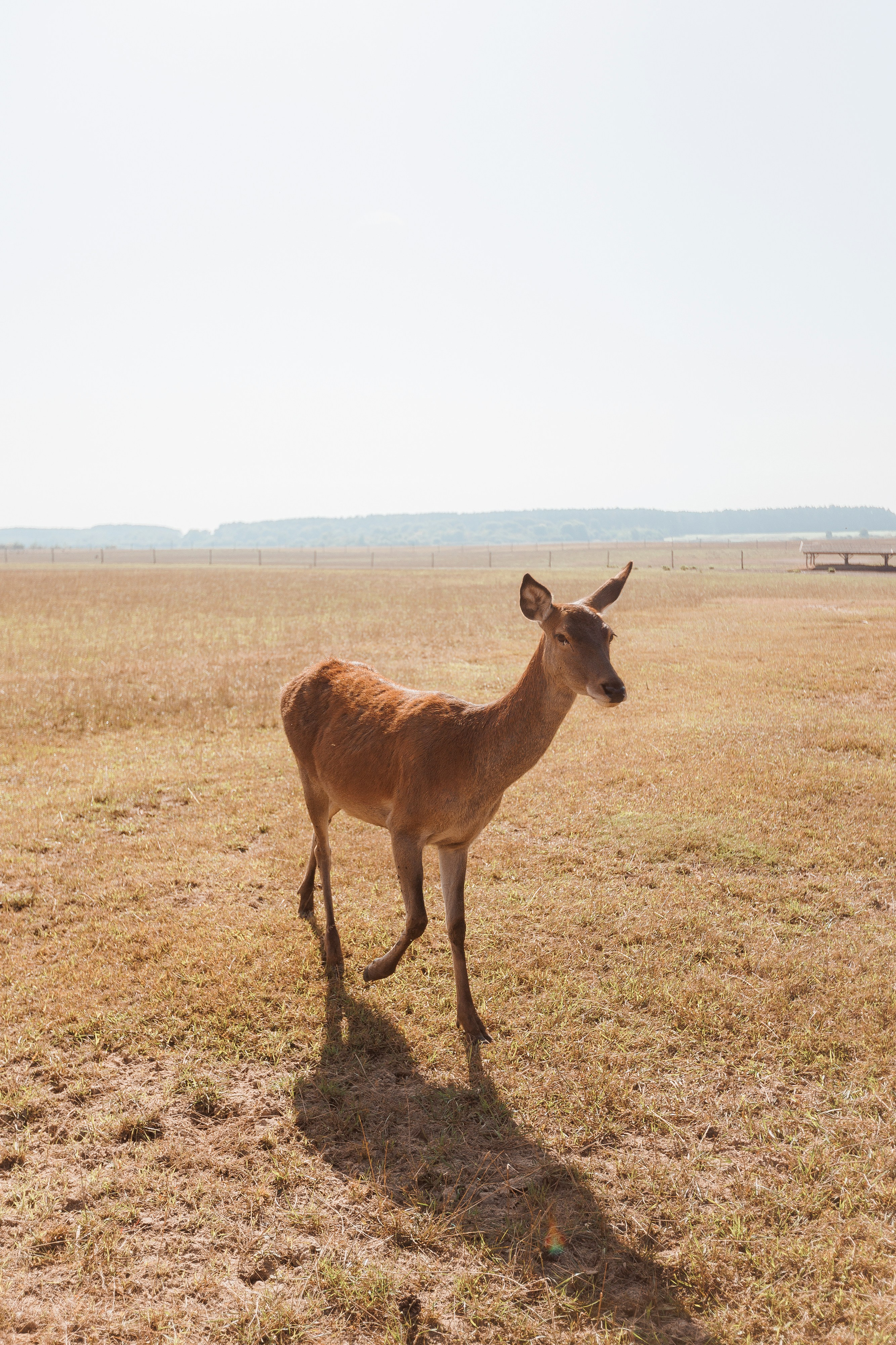 Екопарк Аміла. Ірина Терещук