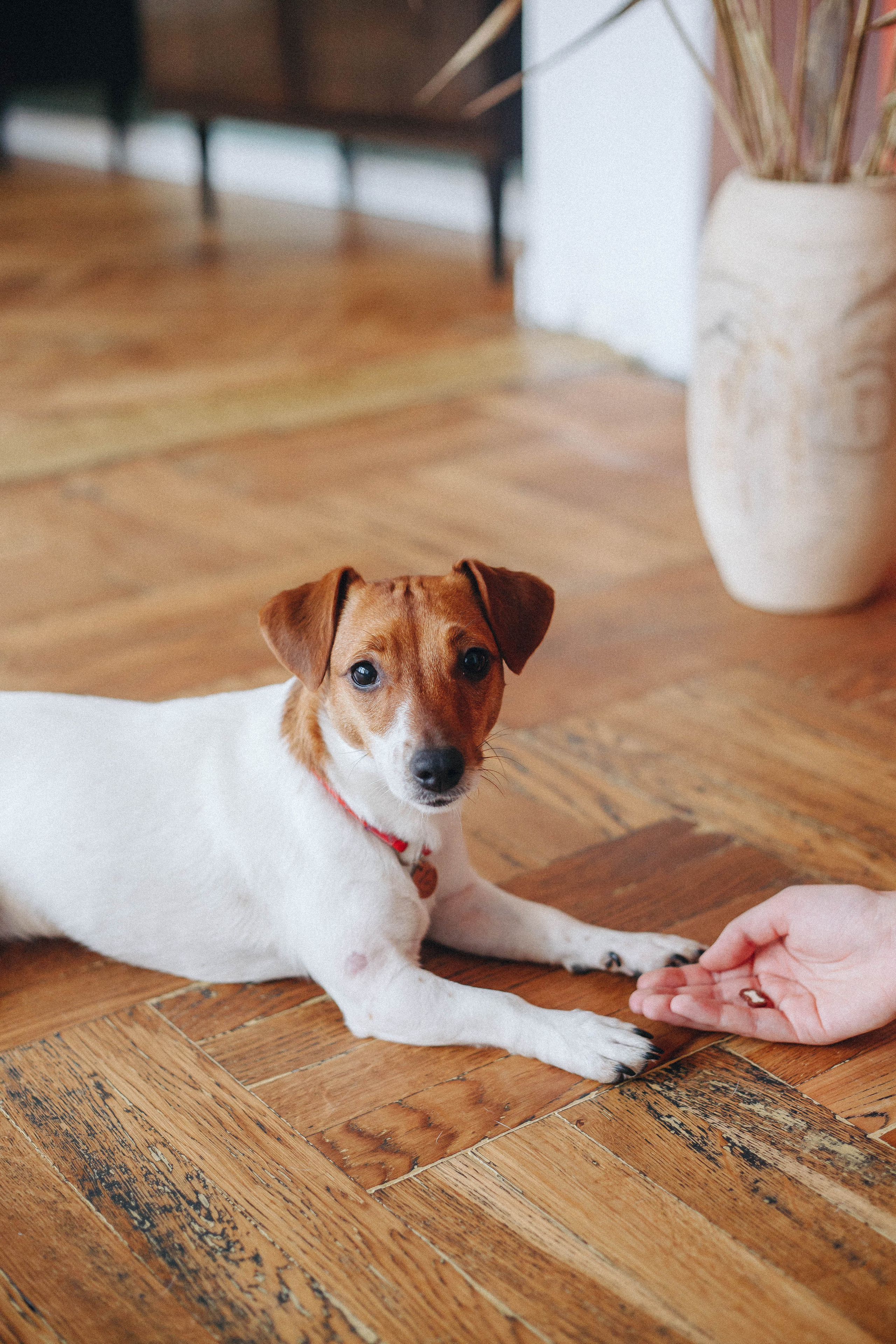 Tasha & Mol’ka. Photographer in Los Angeles. Julia Ishmuratova