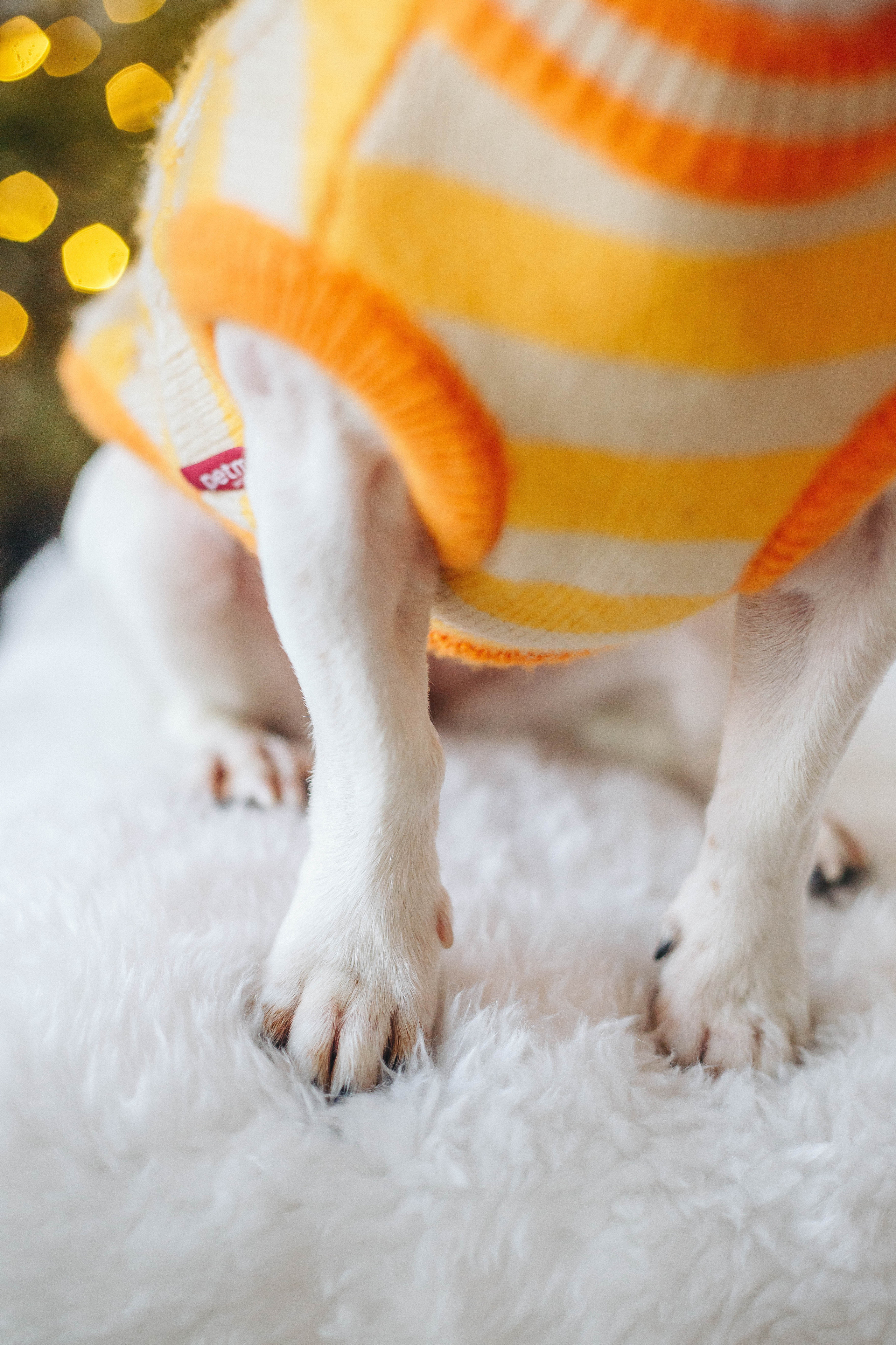 Tasha & Mol’ka. Photographer in Los Angeles. Julia Ishmuratova