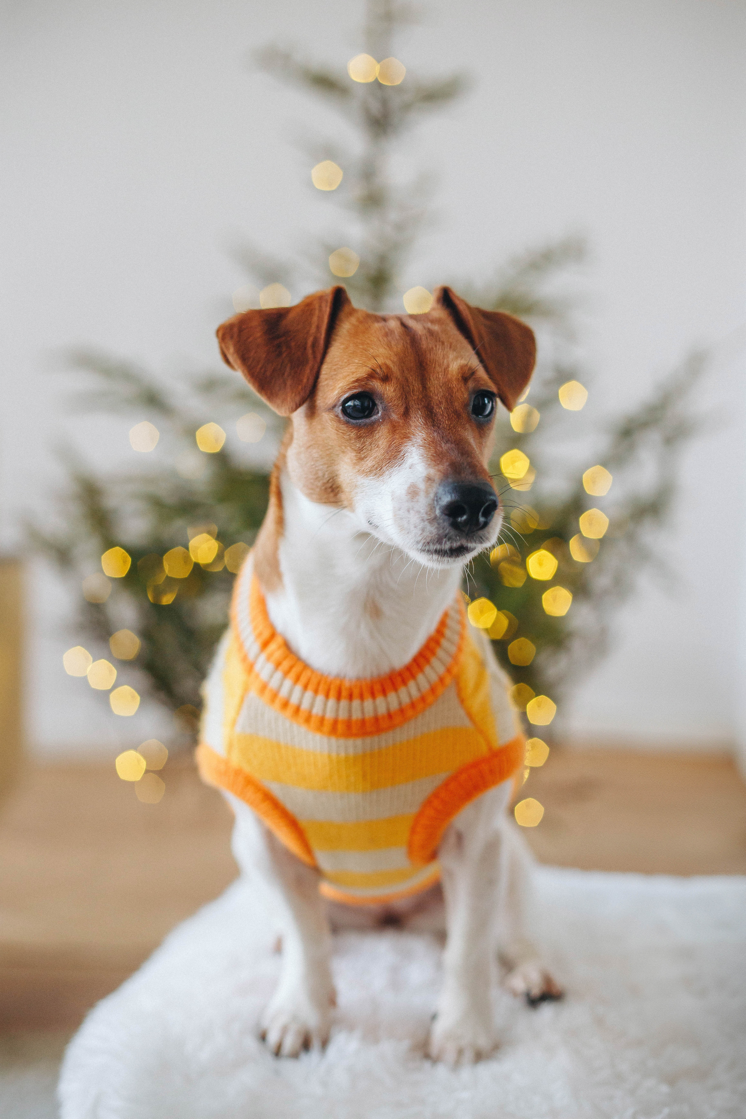 Tasha & Mol’ka. Photographer in Los Angeles. Julia Ishmuratova