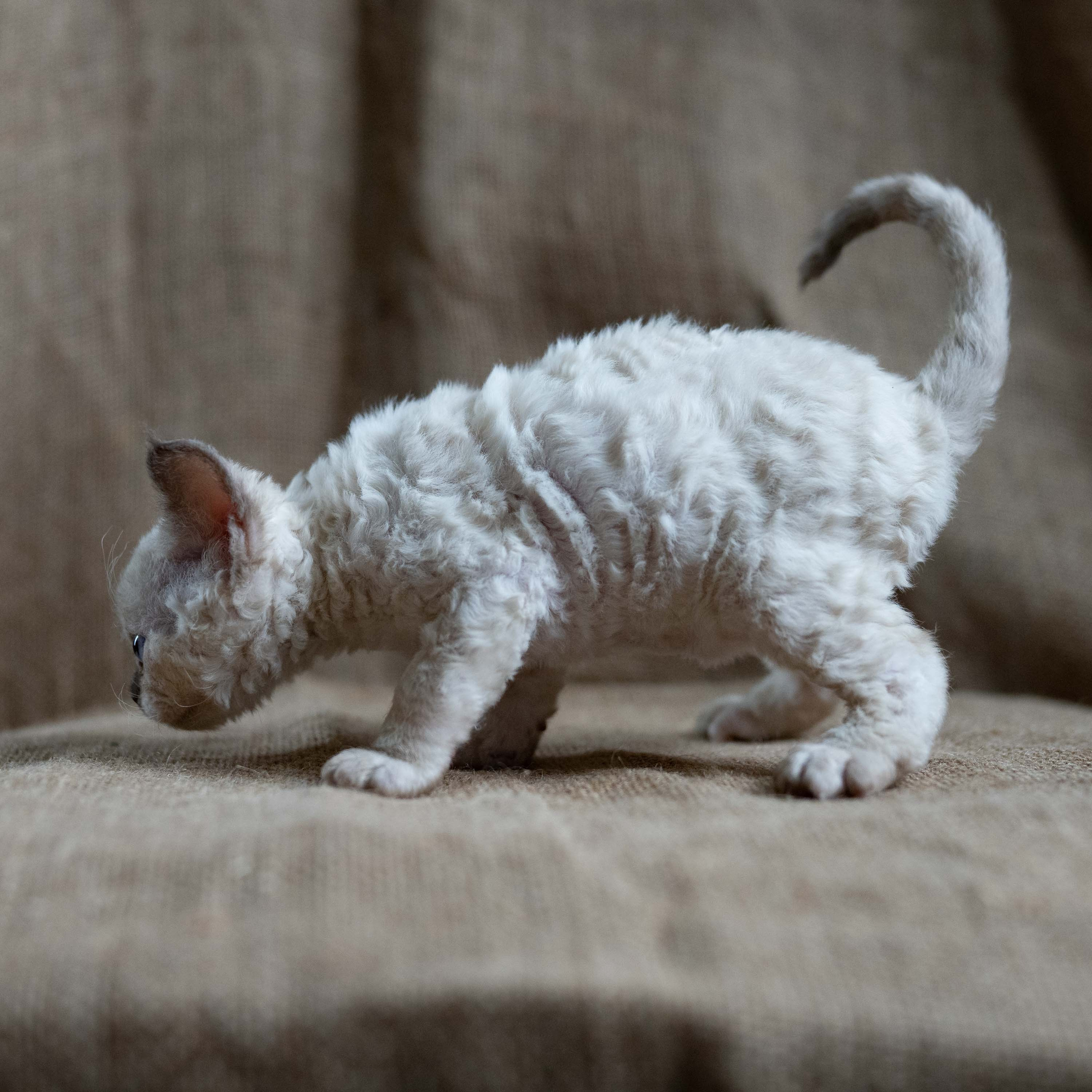 Luna, girl, born 12.20.2025. Devon Rex Pixie Cattery
