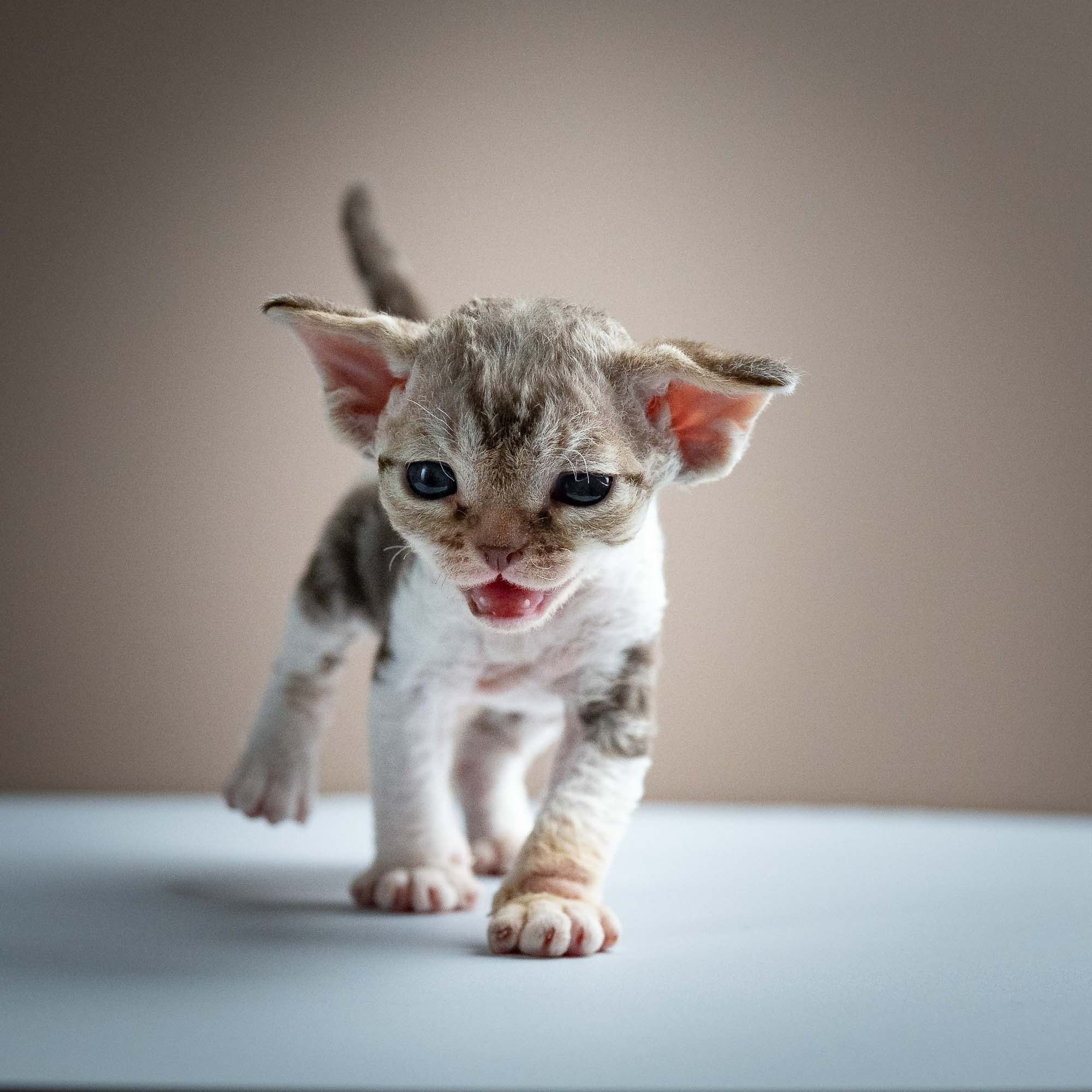 Simon, boy, born 05.15.26. Devon Rex Pixie Cattery