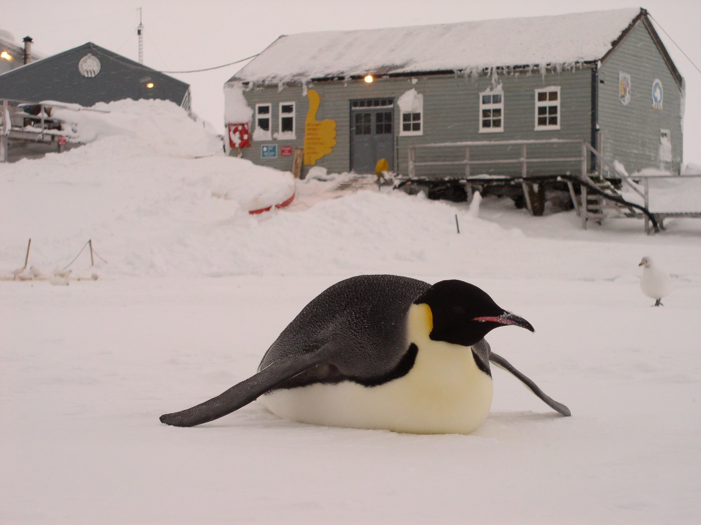 ANTARCTICA. Reportage concert portrait photography in the San Francisco Bay Area