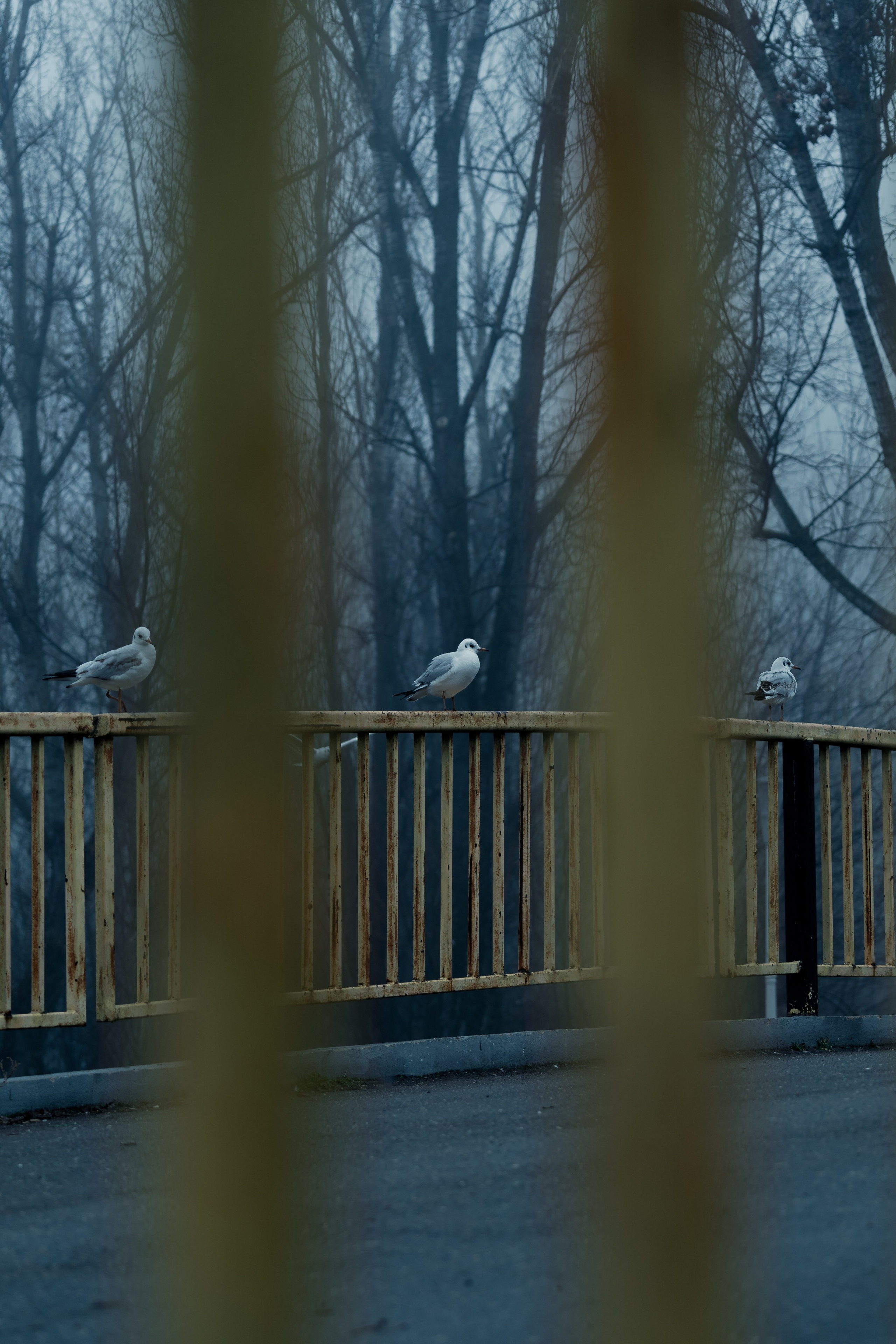 O dimineață cețoasă