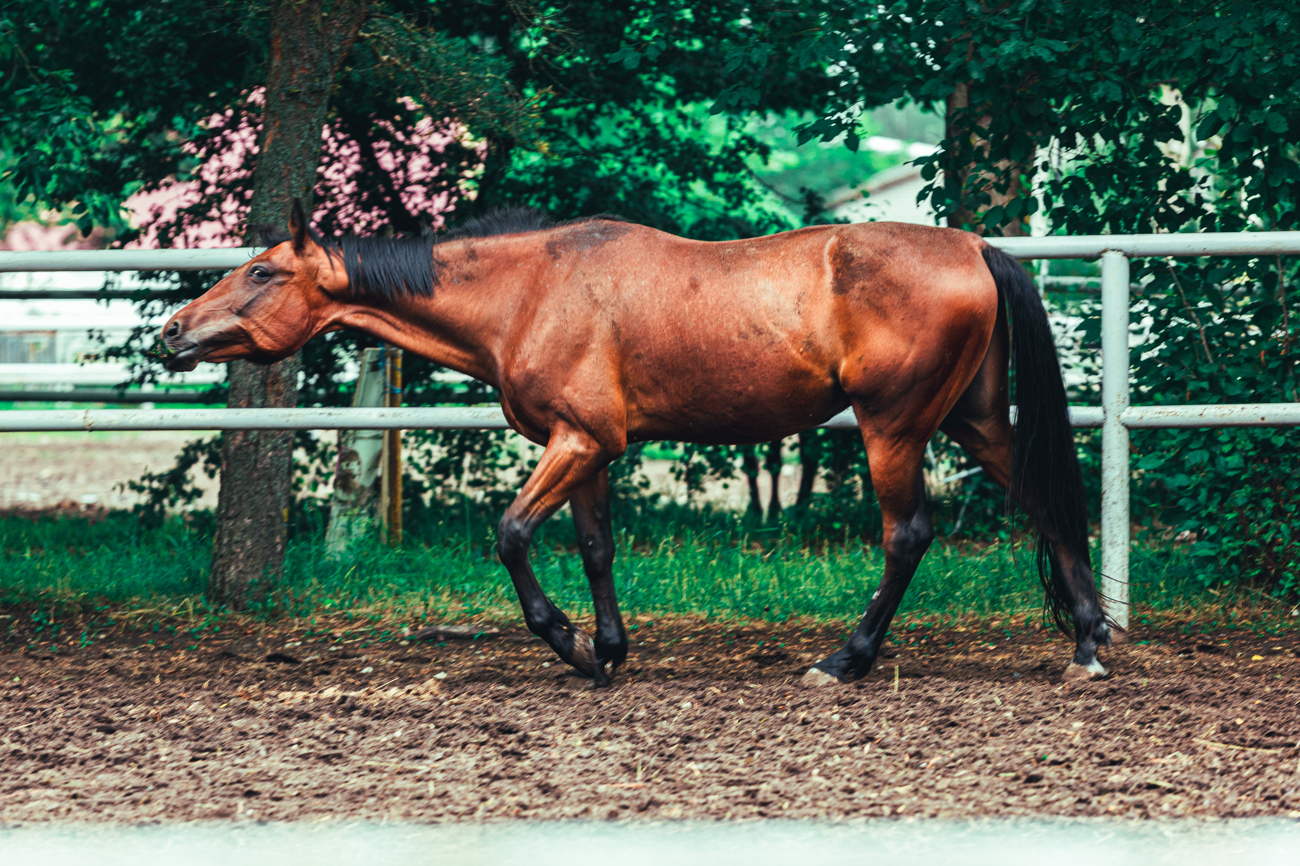 Tallinna Hipodroom. Свадебный видеограф I Свадебный фотограф I Свадебное видео I Свадебное фото в Эстонии