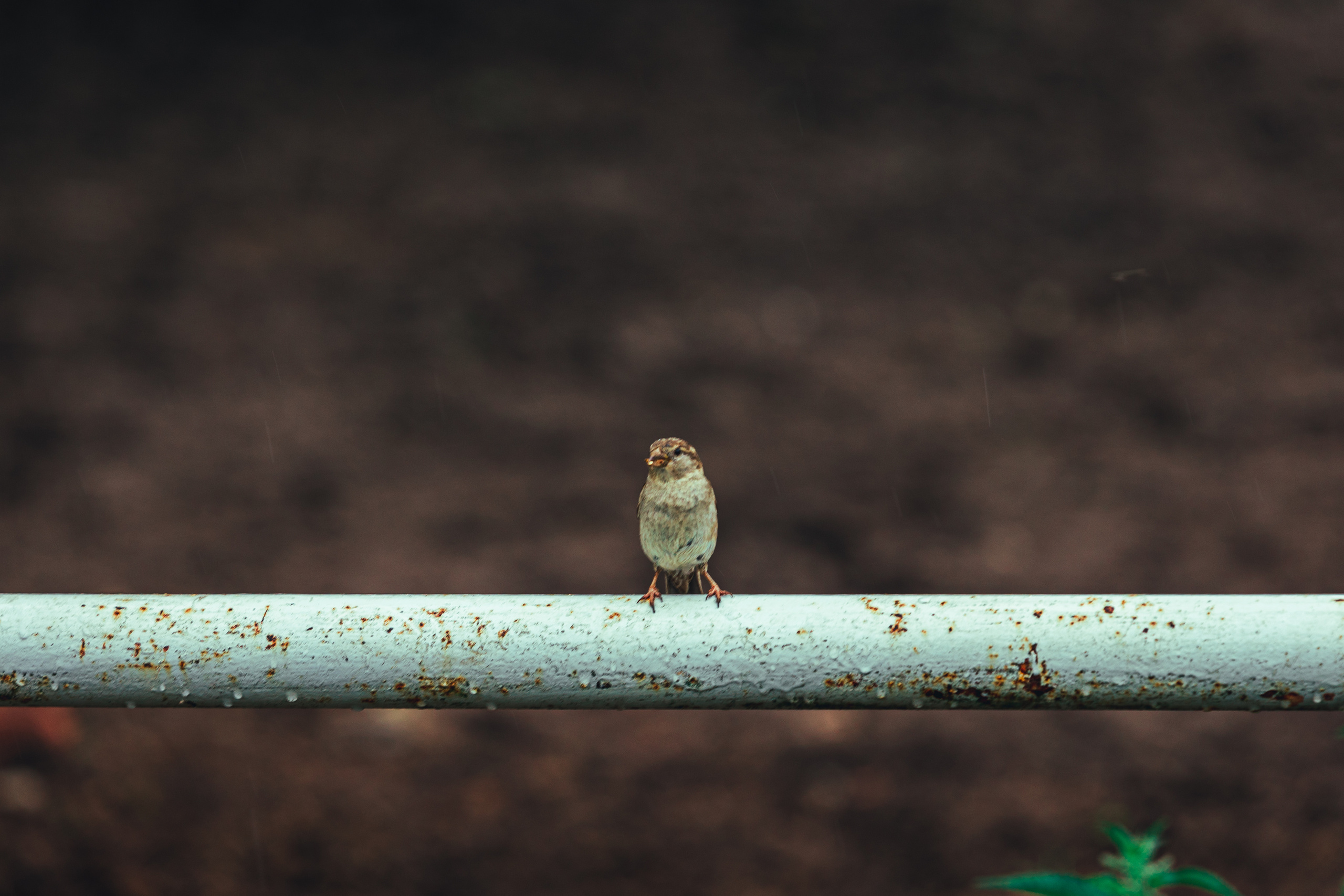 Tallinna Hipodroom. Свадебный видеограф I Свадебный фотограф I Свадебное видео I Свадебное фото в Эстонии